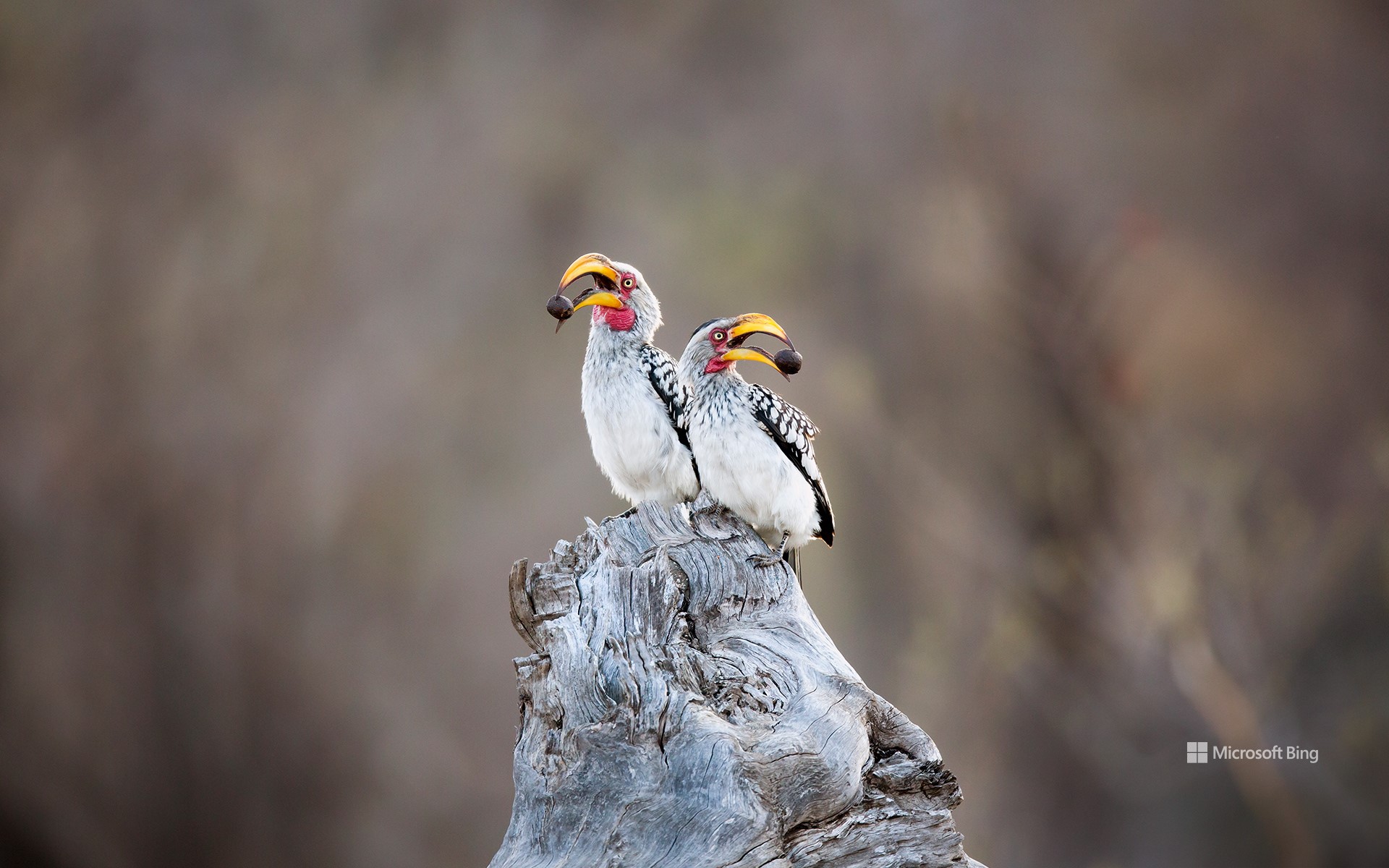 Southern Yellow-billed Hornbill, South Africa