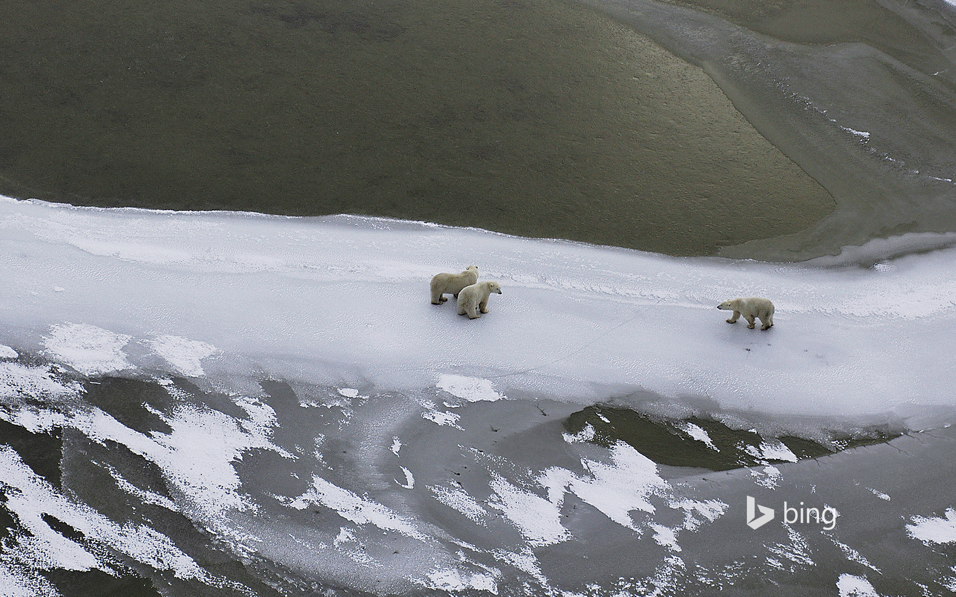 Polar bear mother and cubs in Hudson Bay, Canada