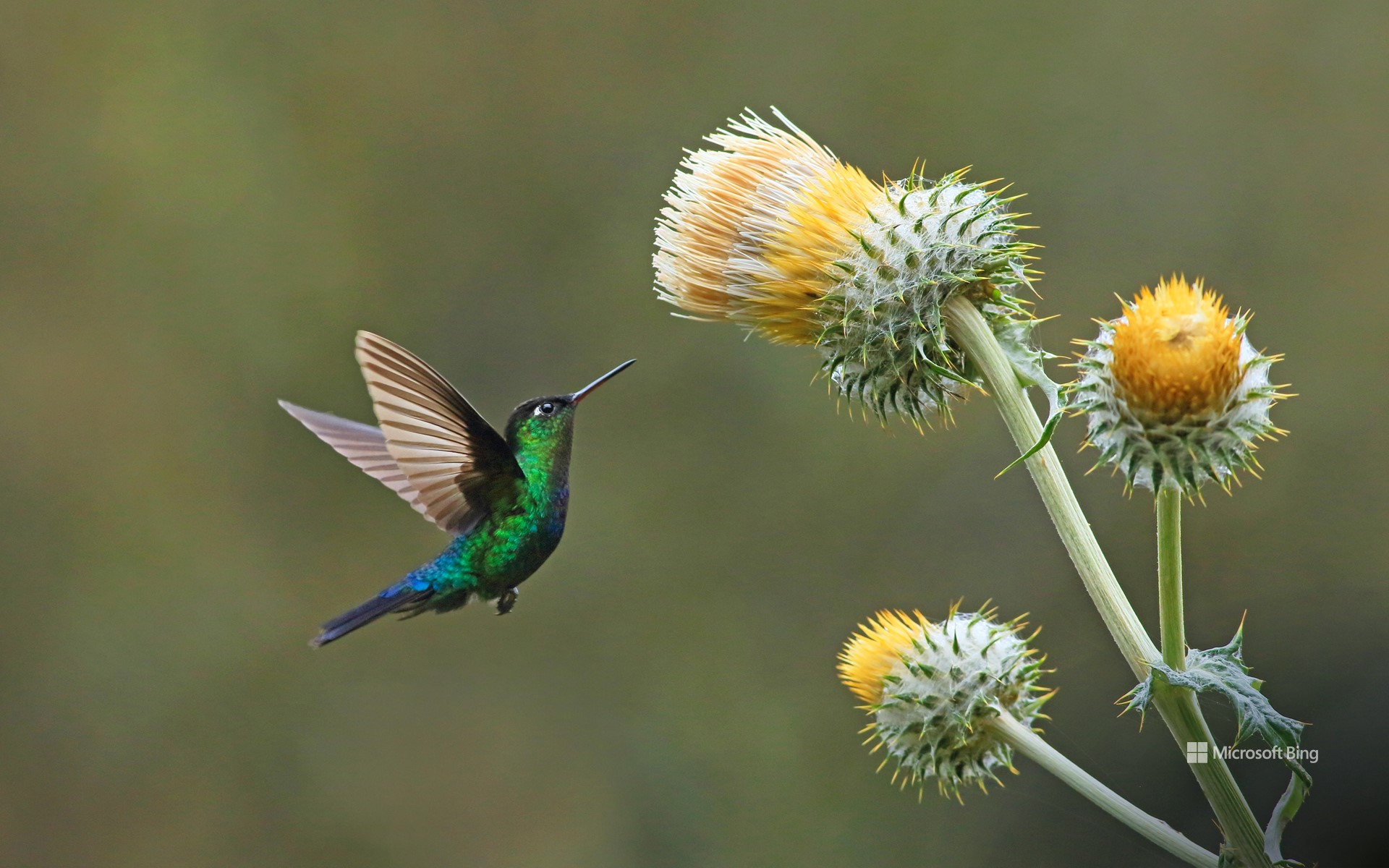 Green-crowned brilliant hummingbird with giant thistle, Cerro de la Muerte, Costa Rica