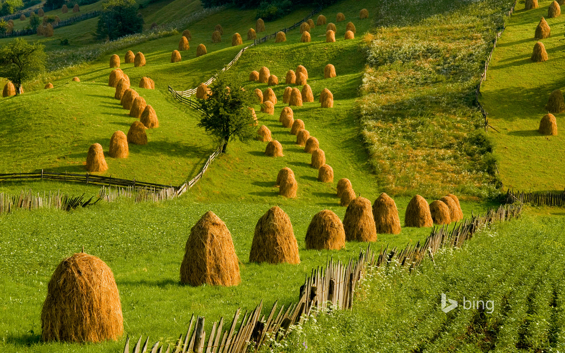 Pasture in Mânăstirea Humorului, Bukovina, Romania