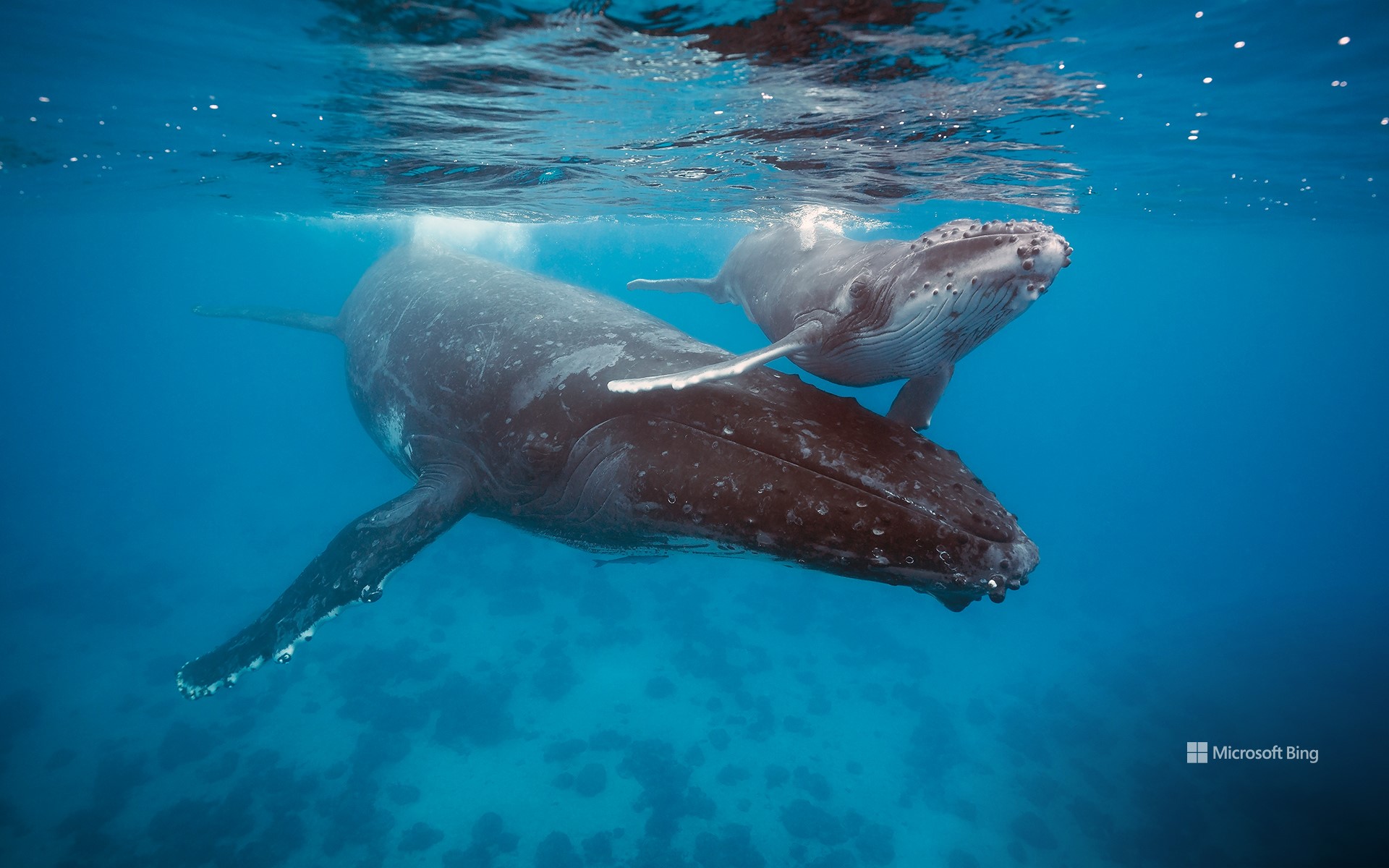 Humpback whale mother and calf, Tonga