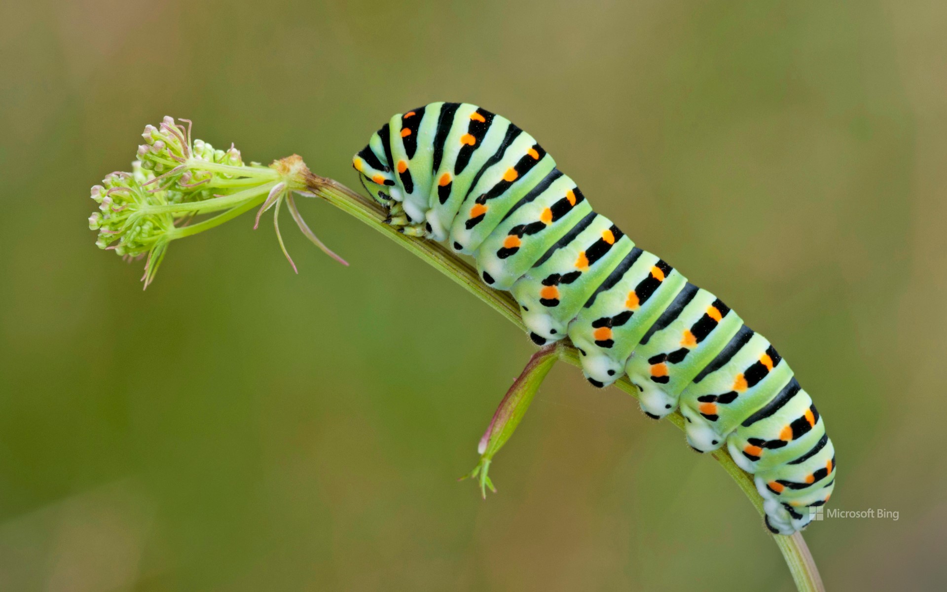 Old world swallowtail caterpillar for World Book Day