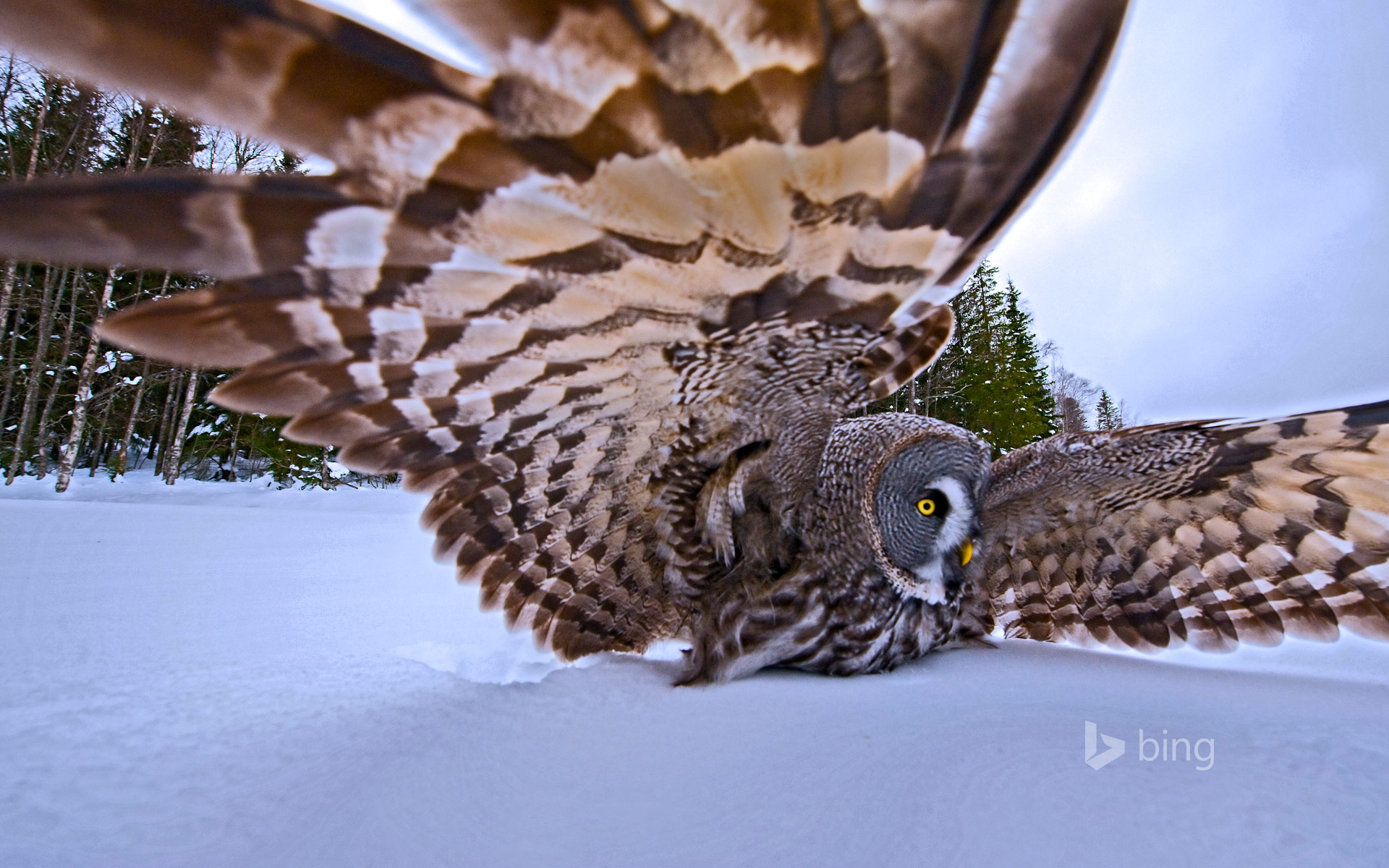 A great grey owl on the hunt
