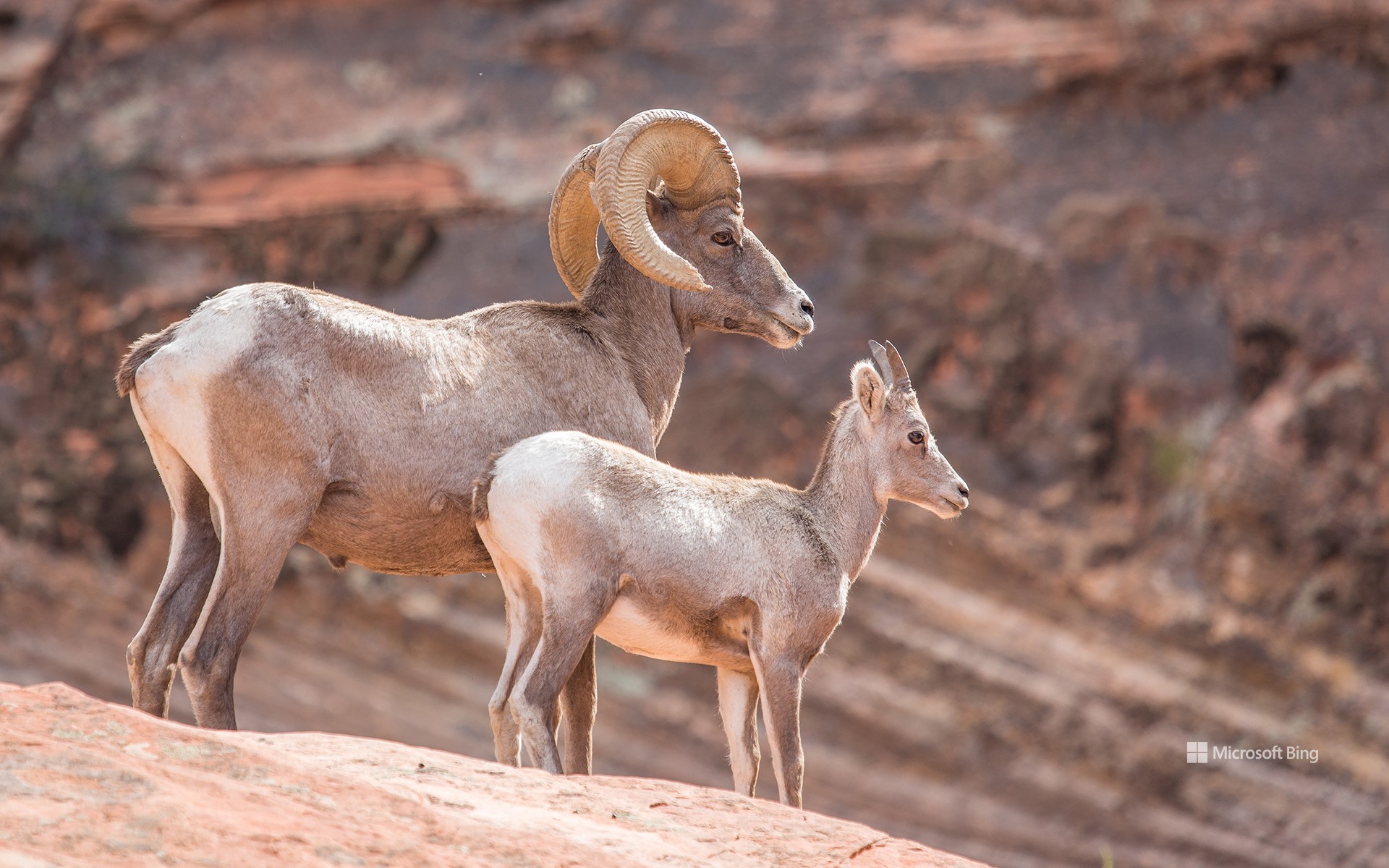 A father and a calf Ibex looking into the distance in Utah
