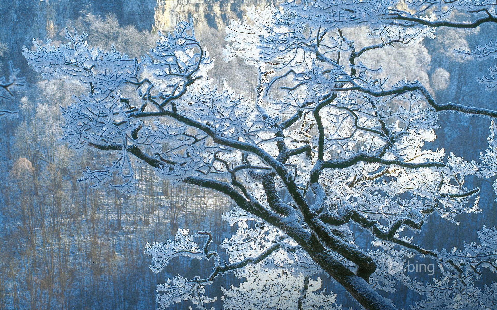 Oak branches covered in ice, Jura, France