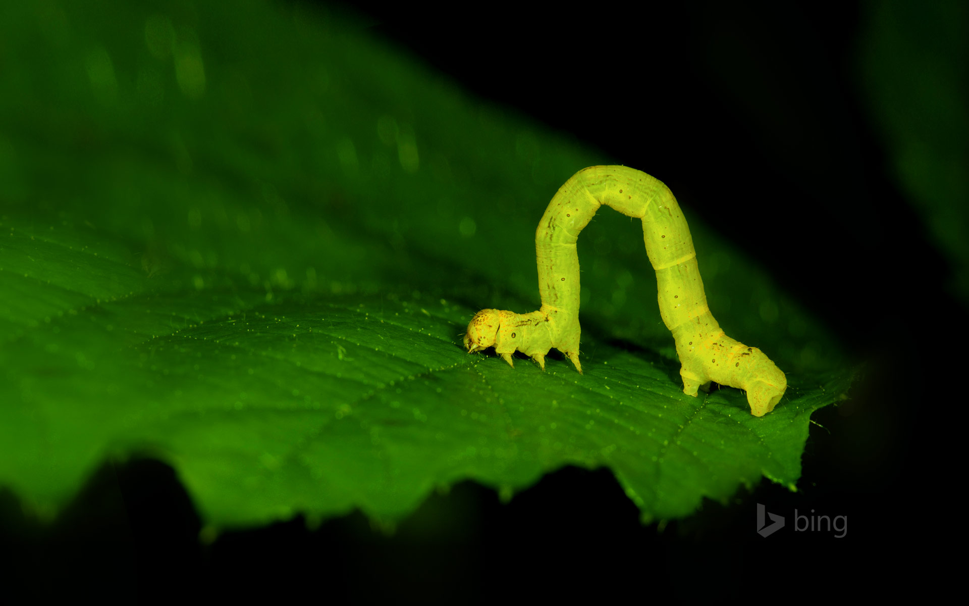 Geometer moth larva, aka an inchworm