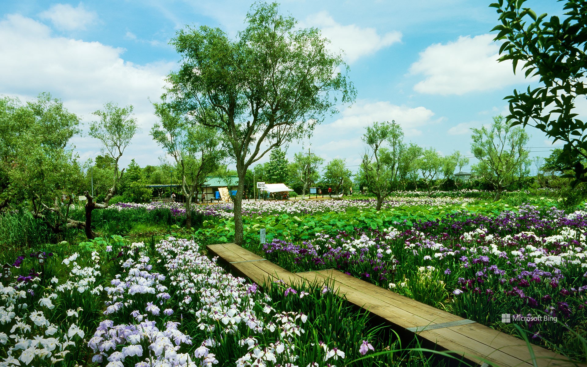 Suigou Sawara Iris Park, Katori City, Chiba Prefecture