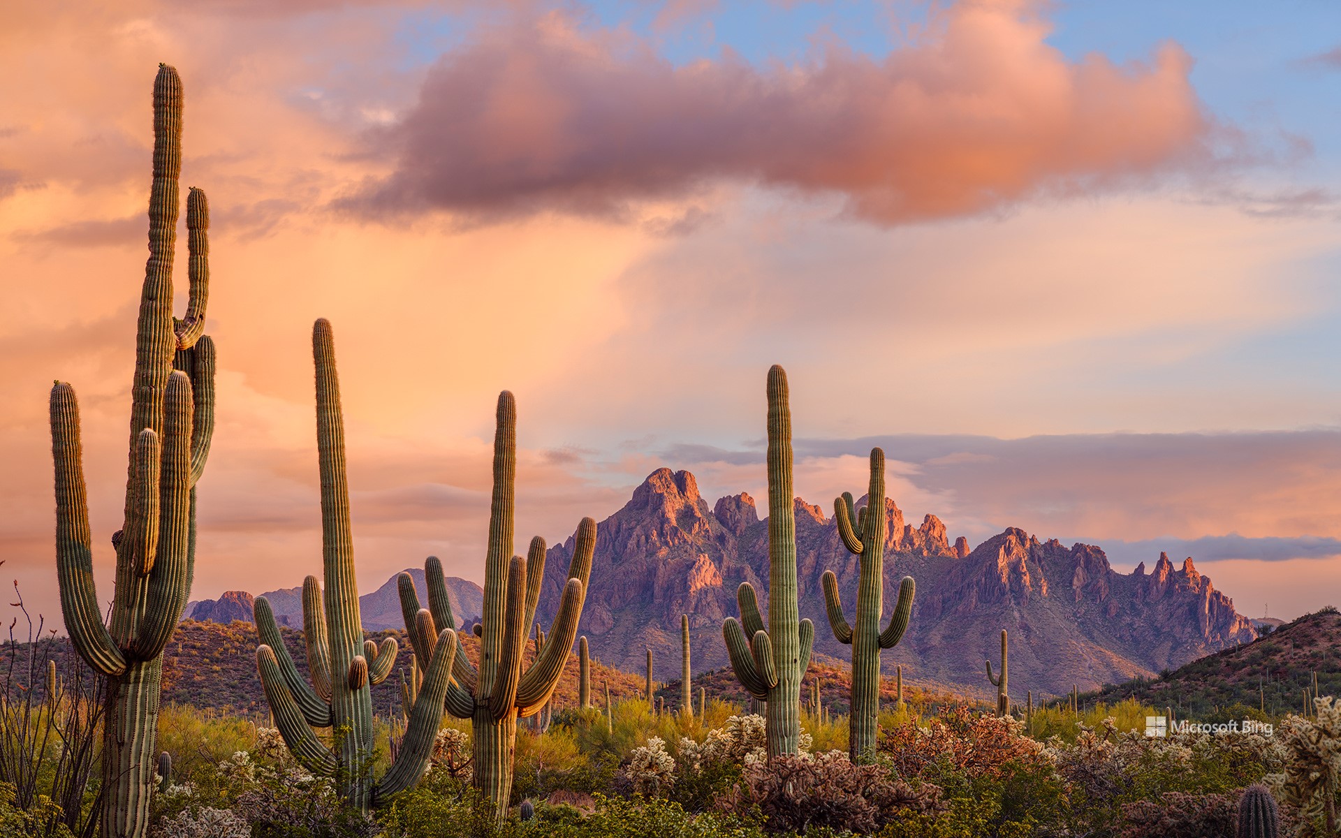 Saguaro cacti, Ironwood National Monument, Arizona