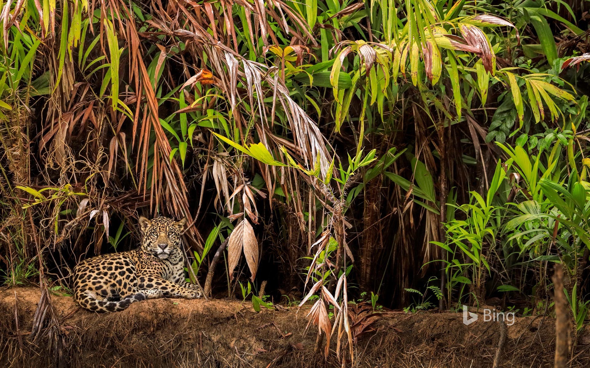 Jaguar in the Pantanal wetlands, Brazil
