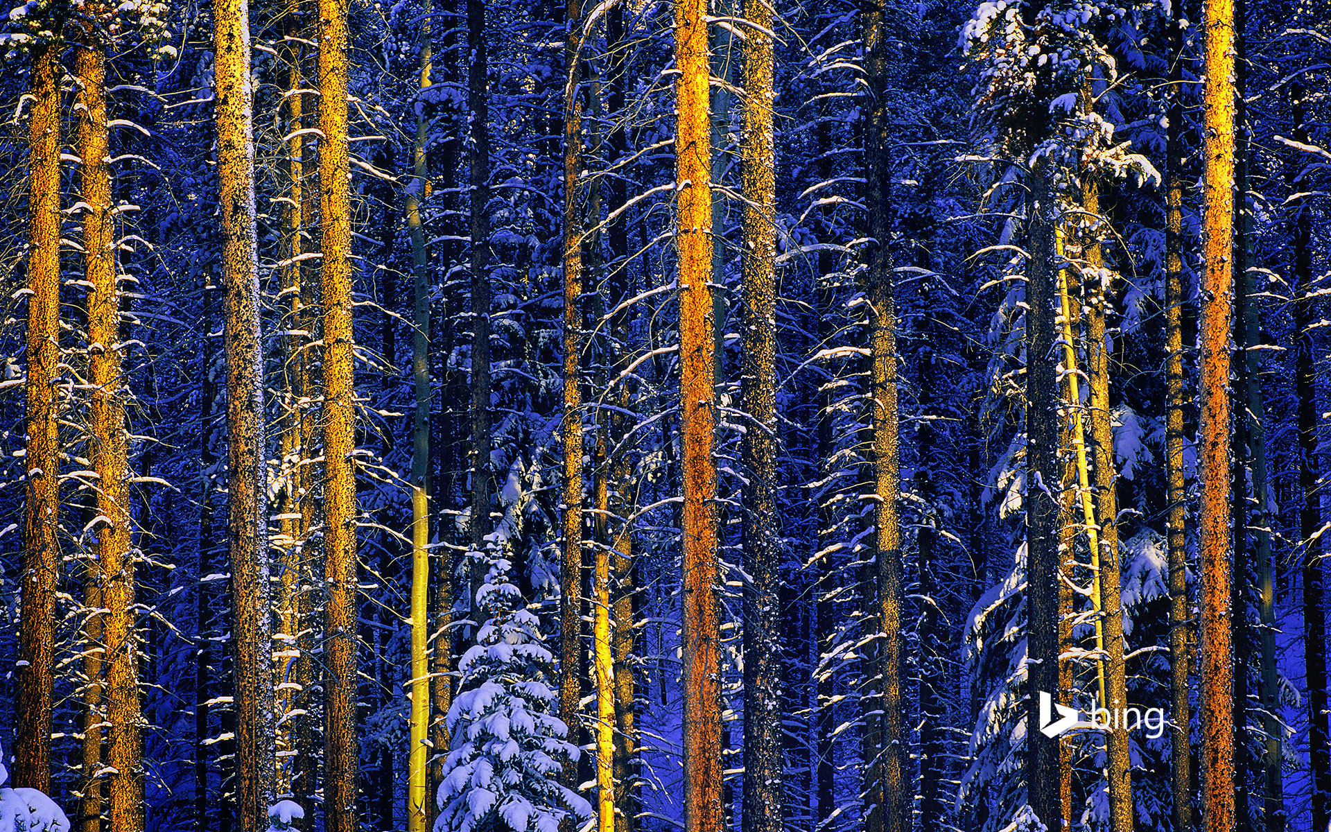 Trees, Jasper National Park, Alberta, Canada