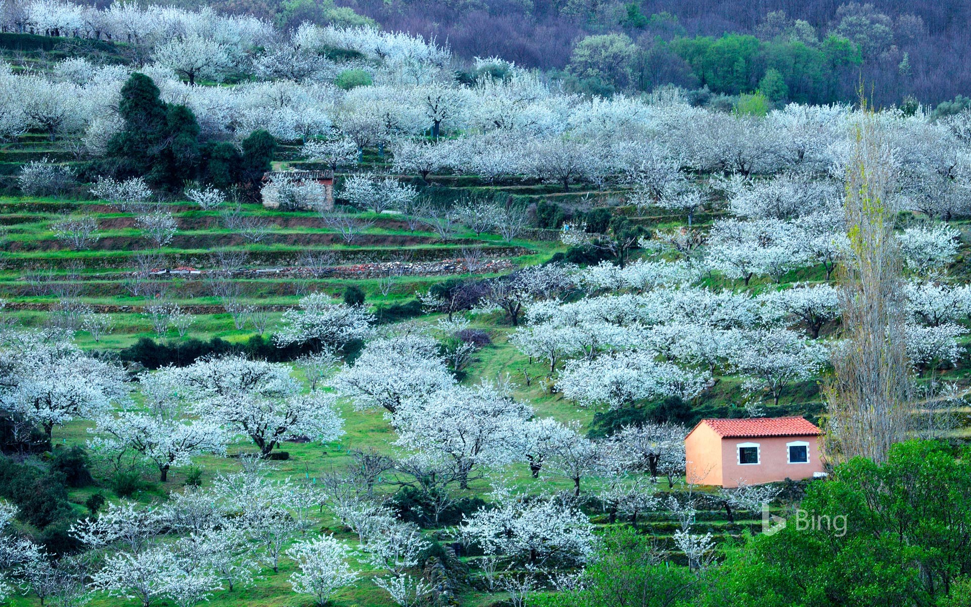 Blooming cherry trees in the Jerte Valley, province of Cáceres, Spain