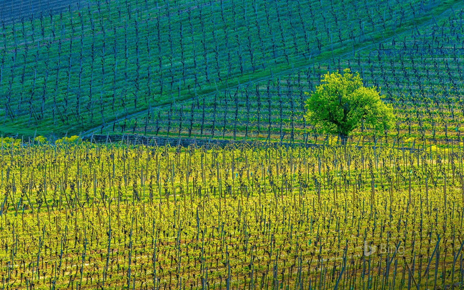 Vineyards around the town of Kientzheim, Haut-Rhin, Alsace, France