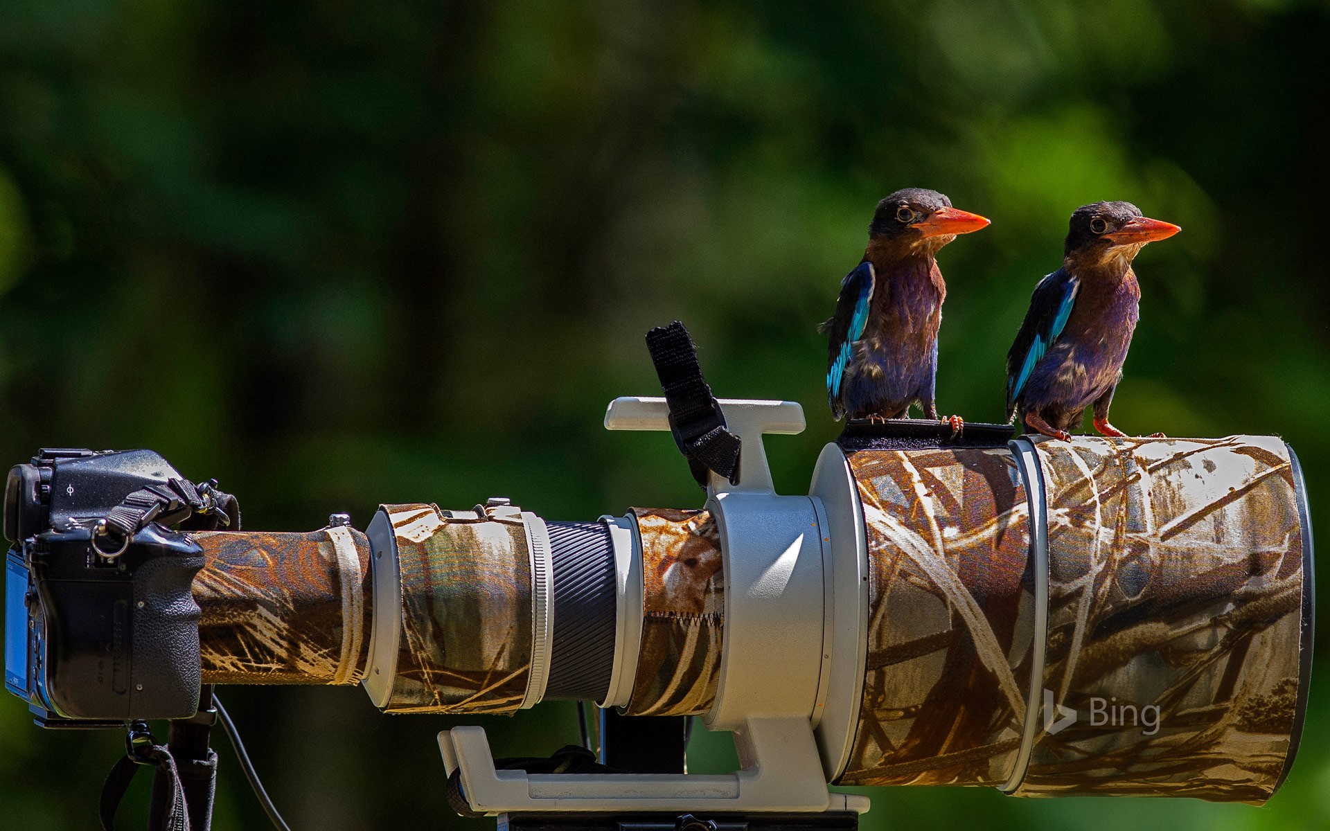 Common kingfishers perched on a camera lens