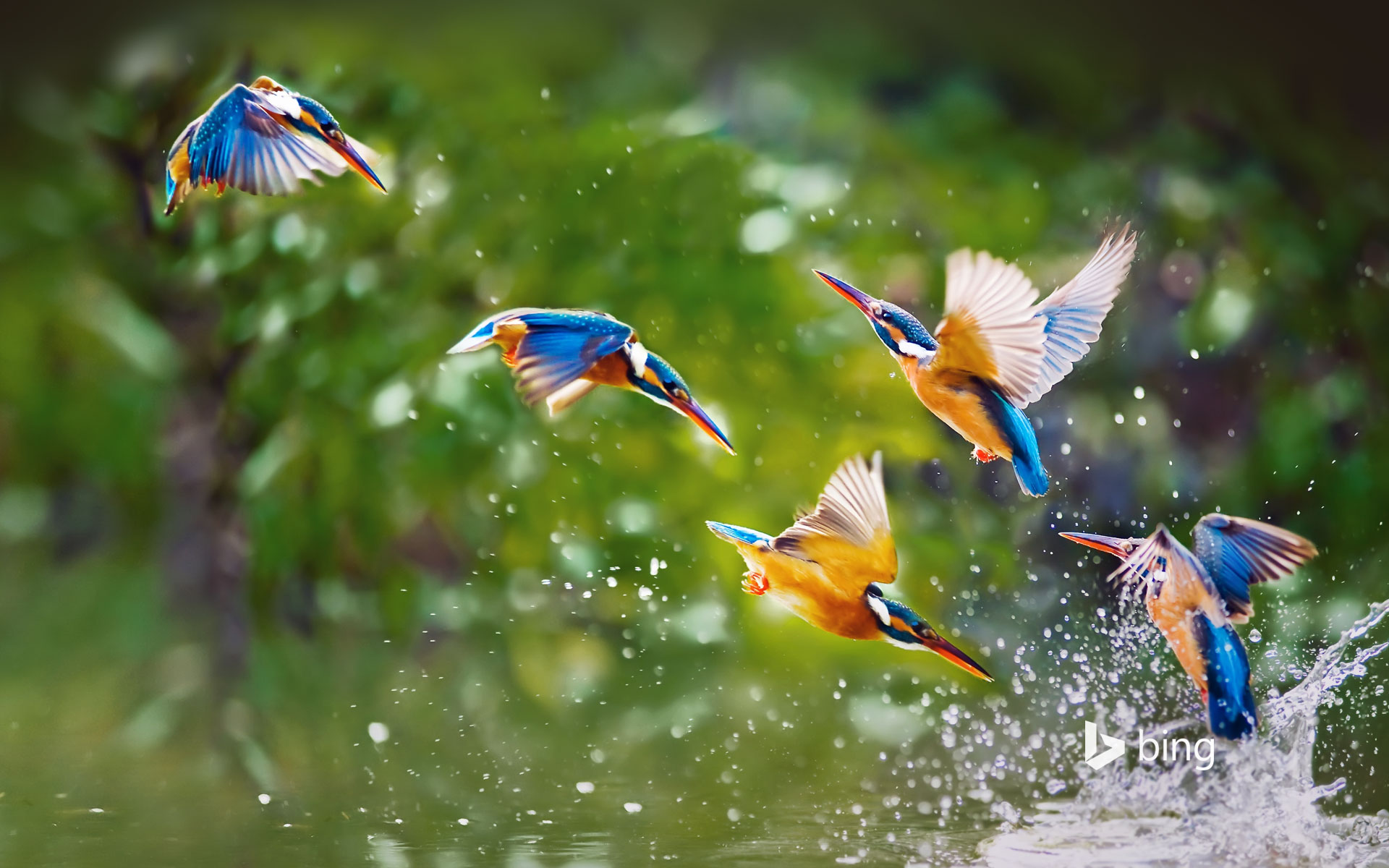 Kingfishers, Taipei, Taiwan