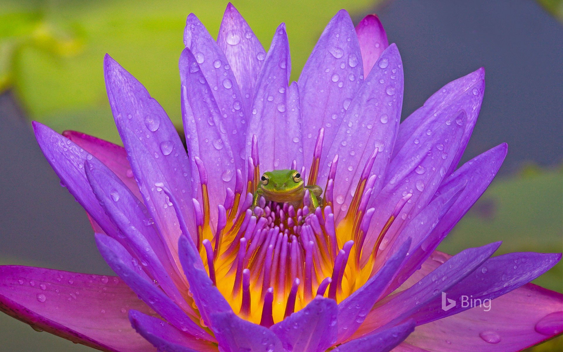 Green tree frog and water lily, Lake Kissimmee, Florida