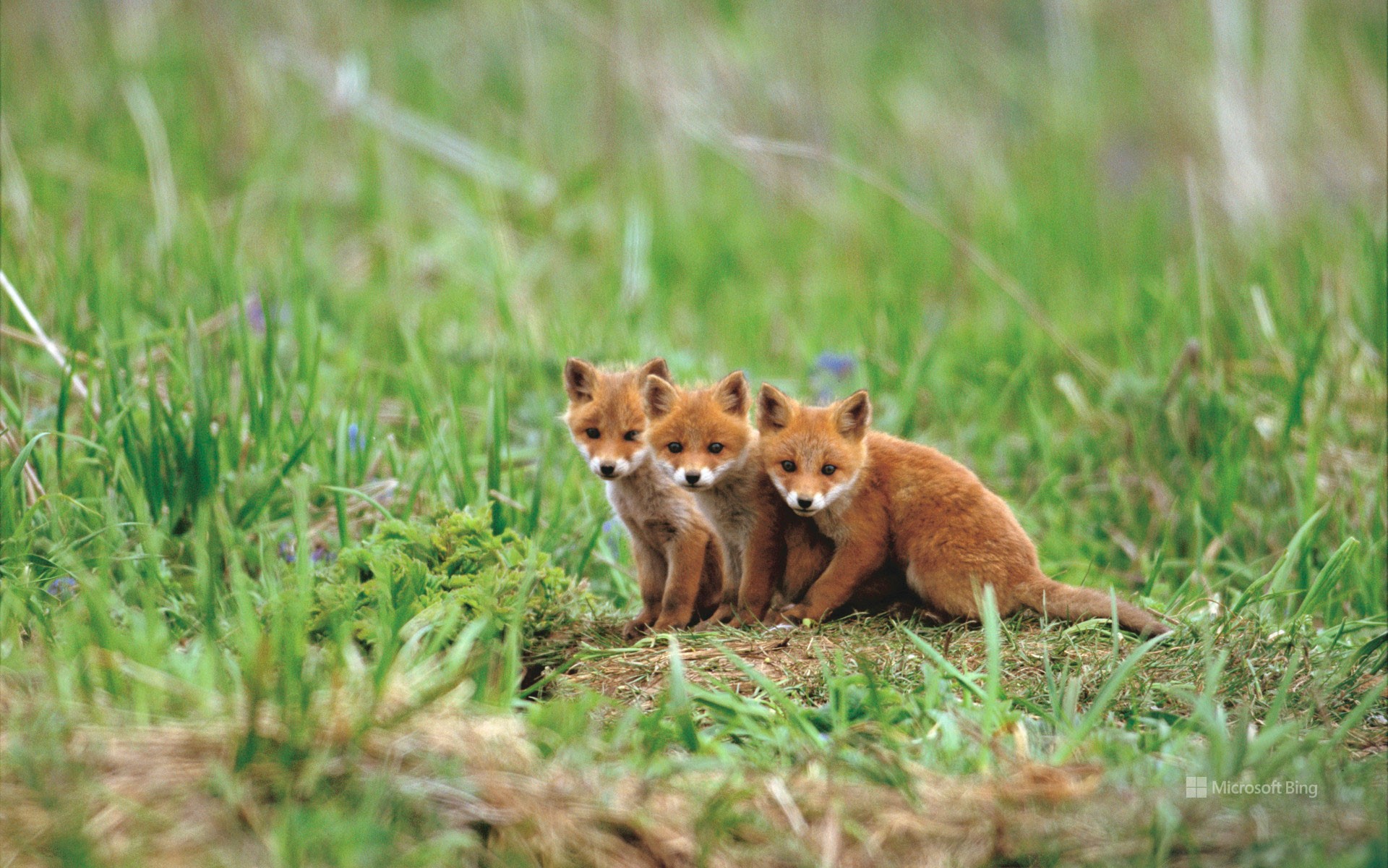 "Red fox cub" Hokkaido