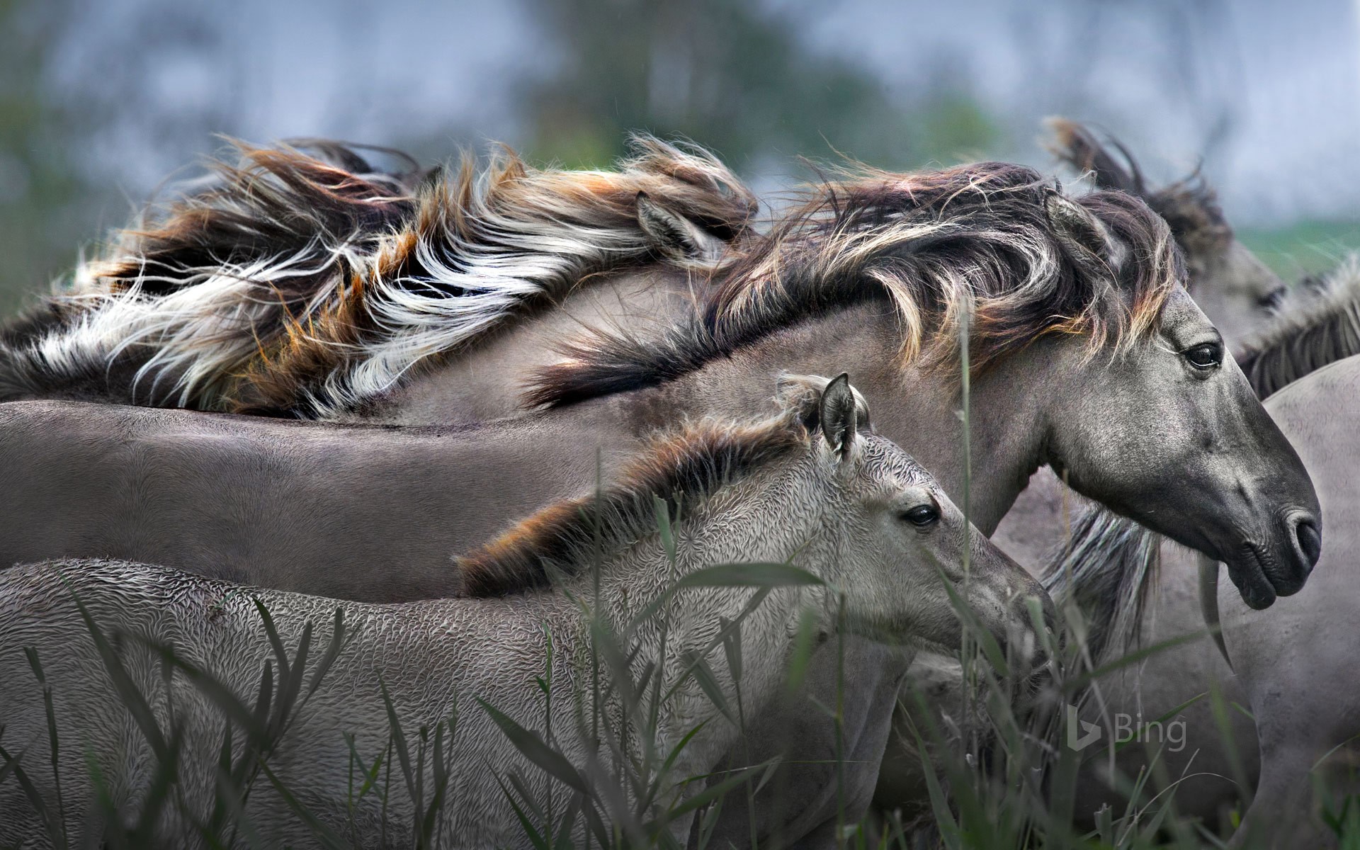 Konik horses running, Oostvaardersplassen Nature Reserve, Netherlands