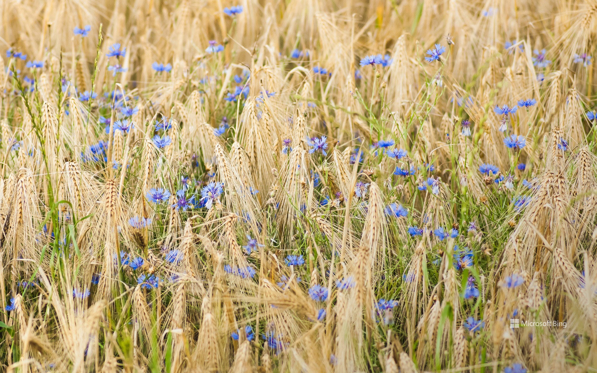 Close-up of barley and cornflowers, Nordhausen