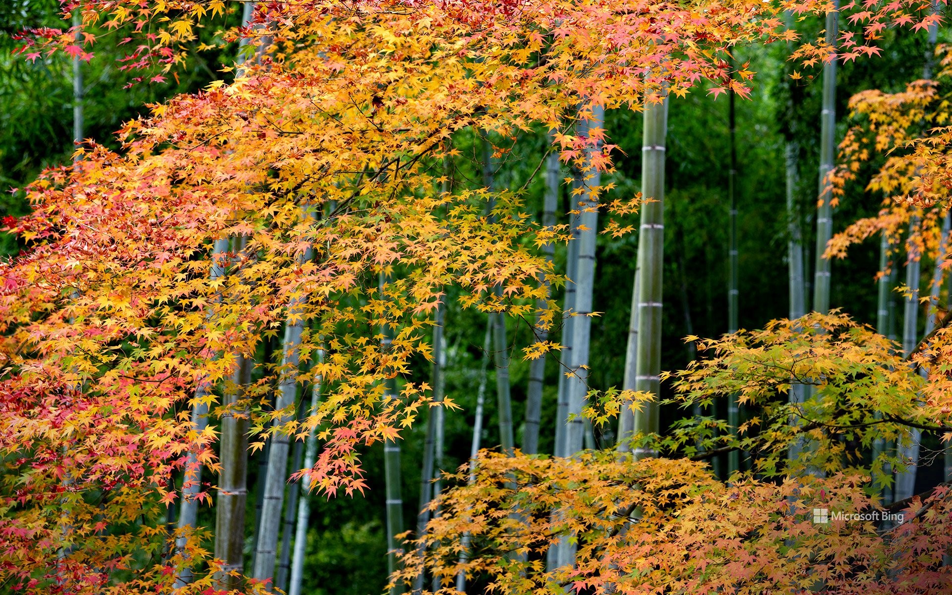 Colourful maple leaves and bamboo forest in Arashiyama, Kyoto, Japan