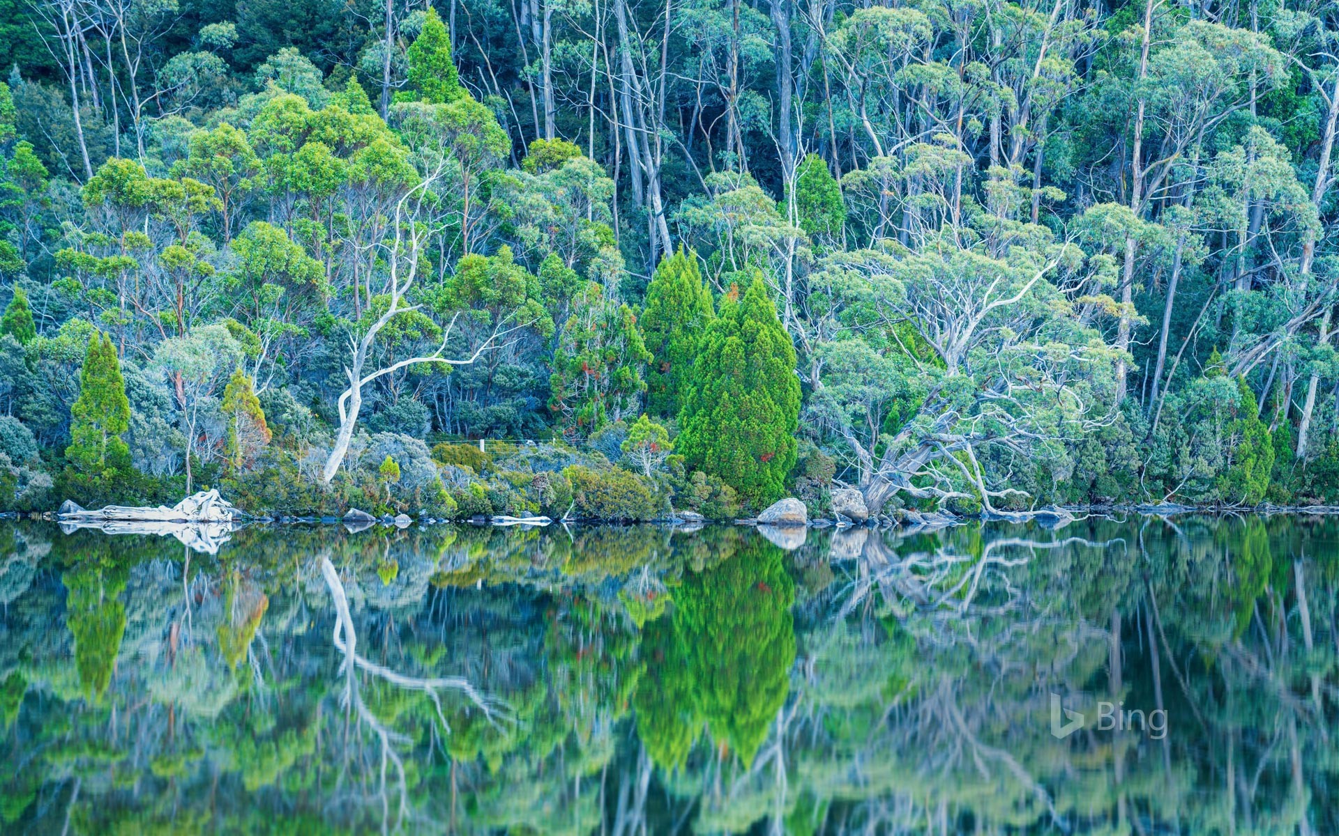 Lake Dobson in Mount Field National Park of Tasmania, Australia