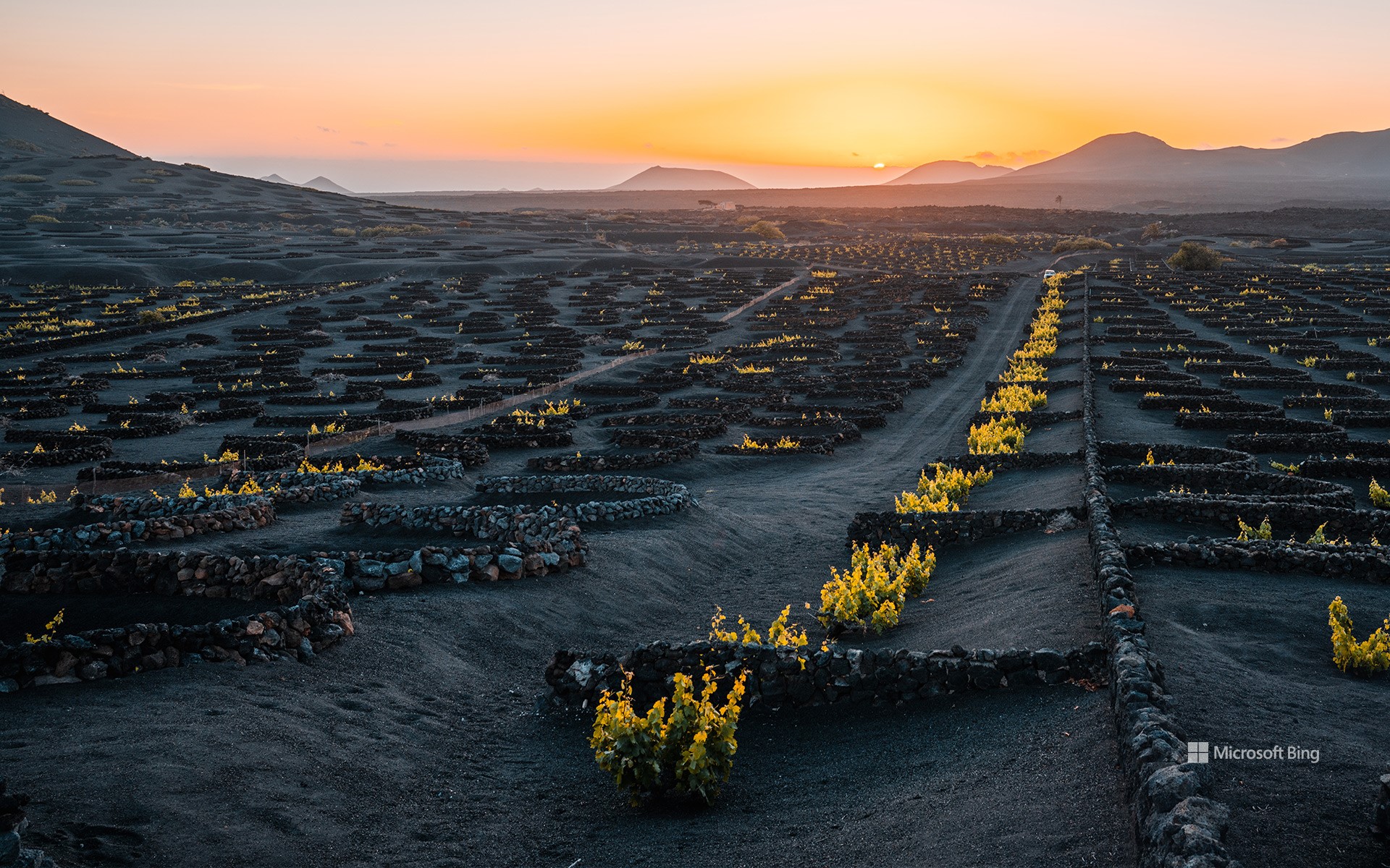 Volcanic vineyard in the La Geria wine region of Lanzarote, Canary ...