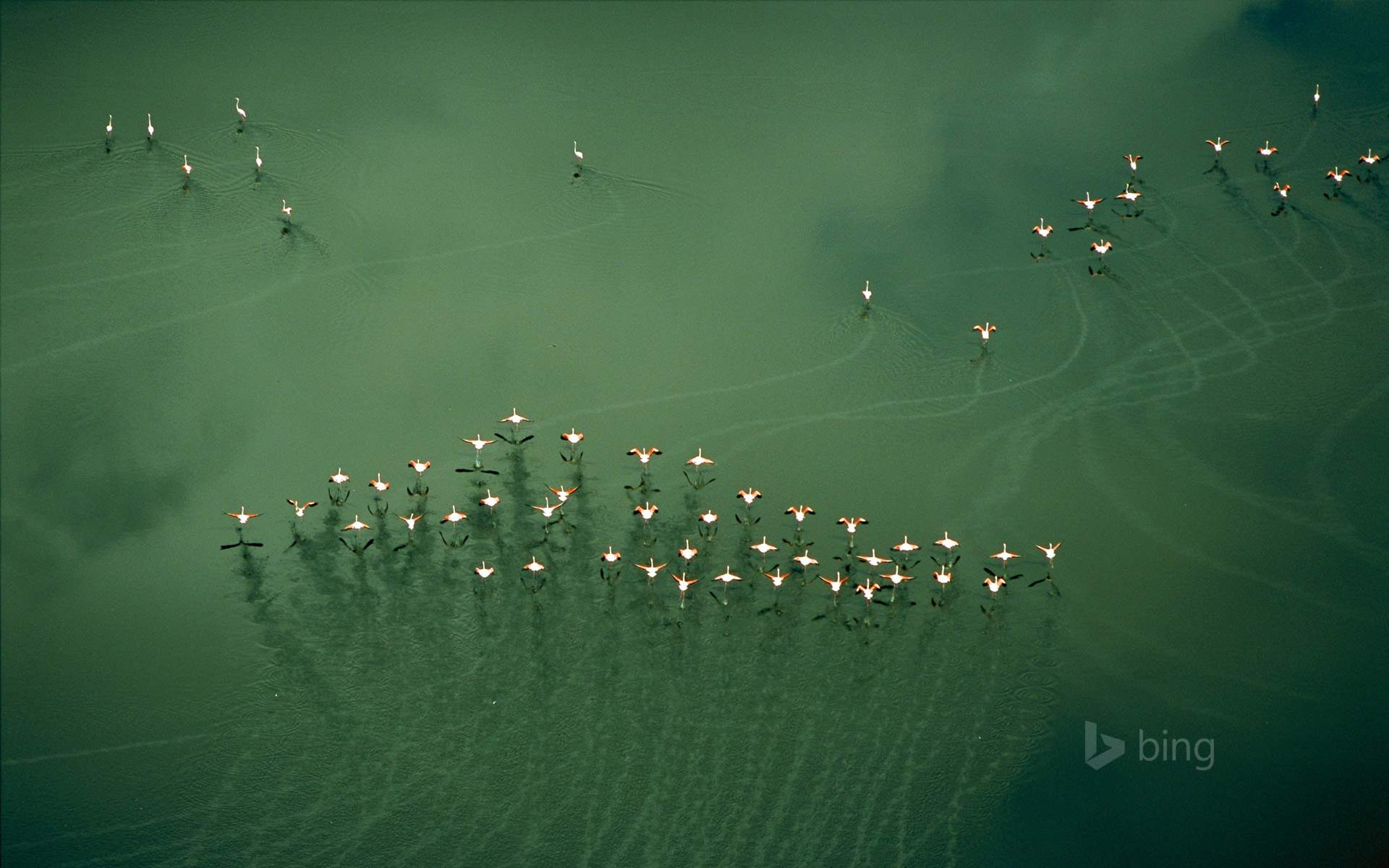 Flamingos take flight, Lake Magadi, Kenya