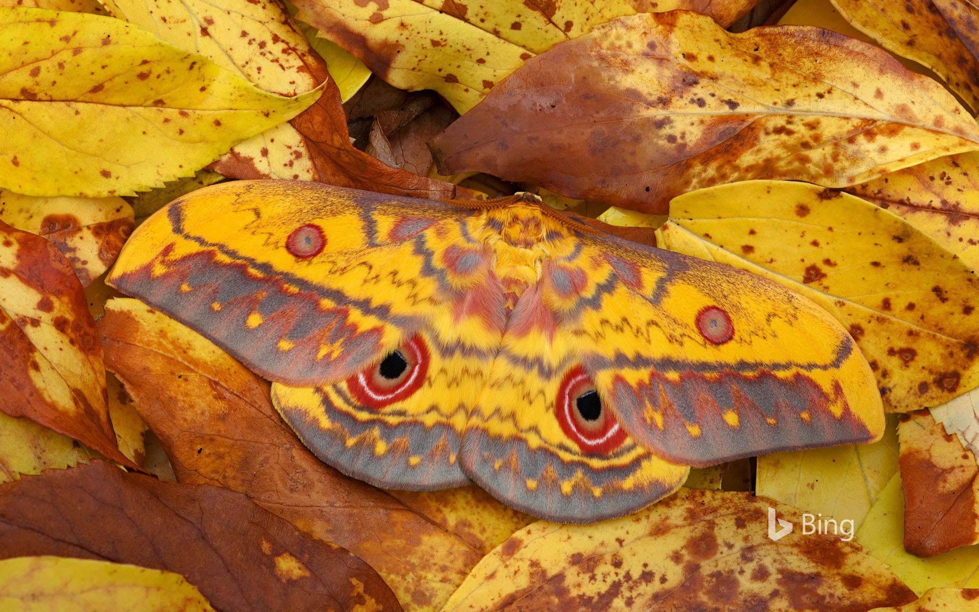A saturniid moth in Mole National Park, Larabanga, Ghana