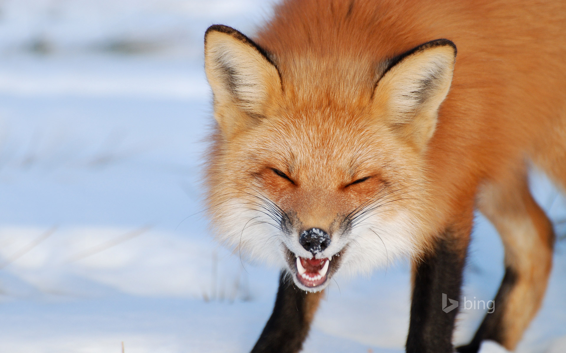 Fox in Îles-de-Boucherville National Park near Montreal, Canada