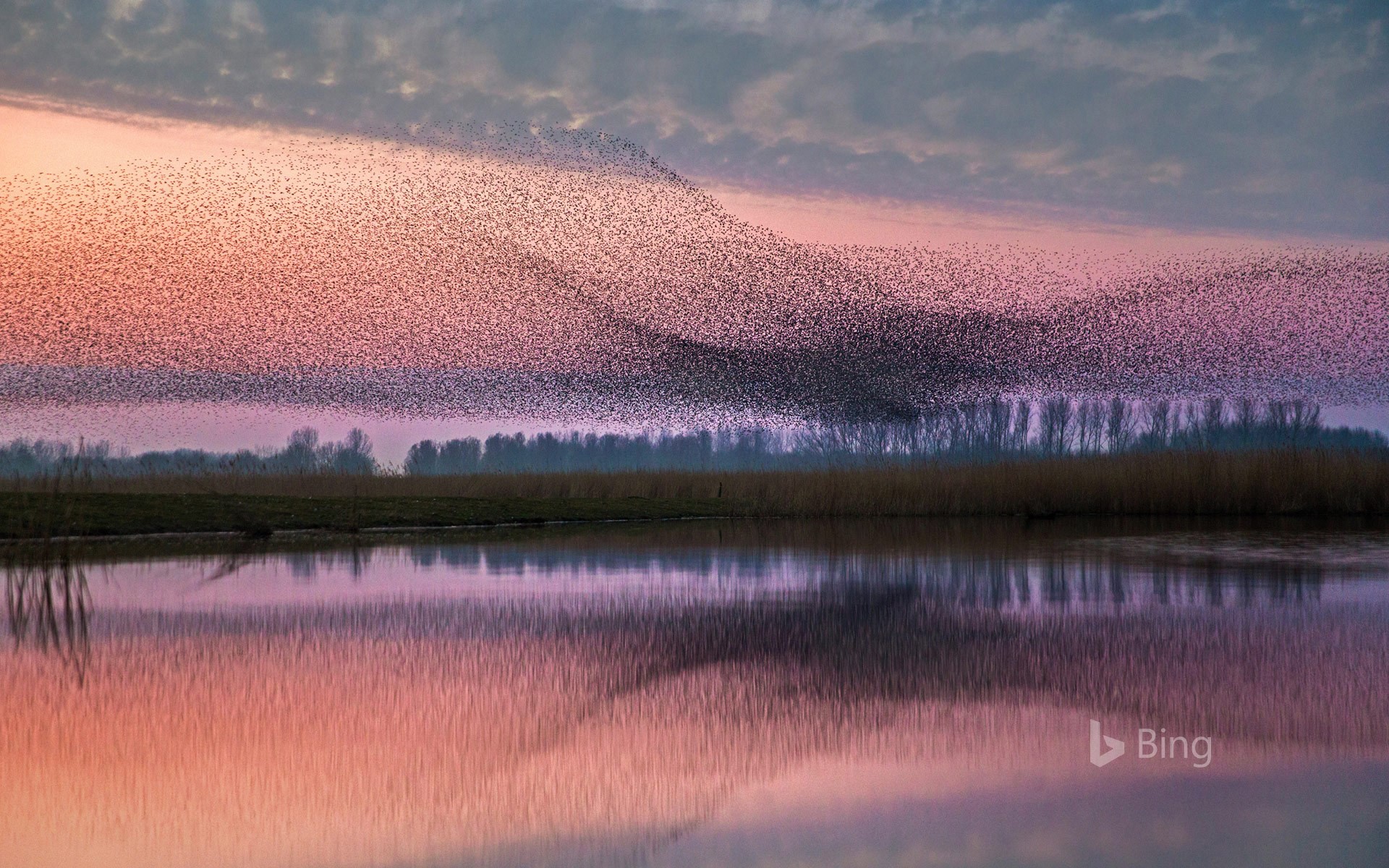 Starlings flock over Lauwersmeer National Park, Netherlands