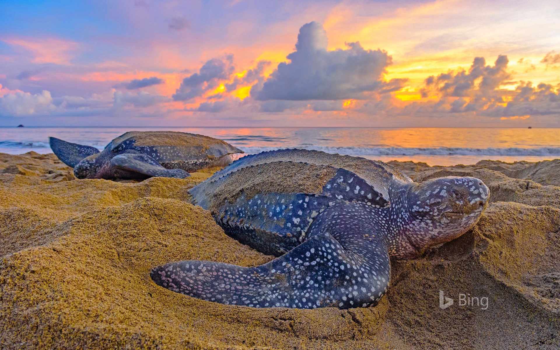 Leatherback sea turtles in Trinidad and Tobago