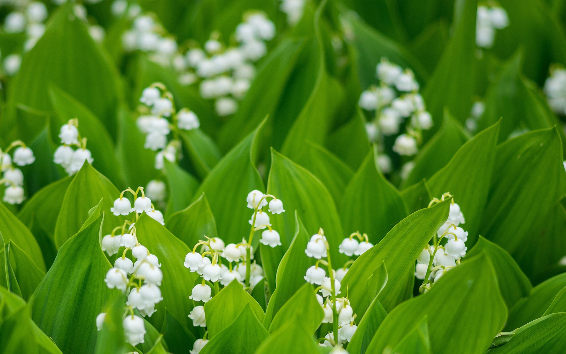 May lily of the valley in bloom