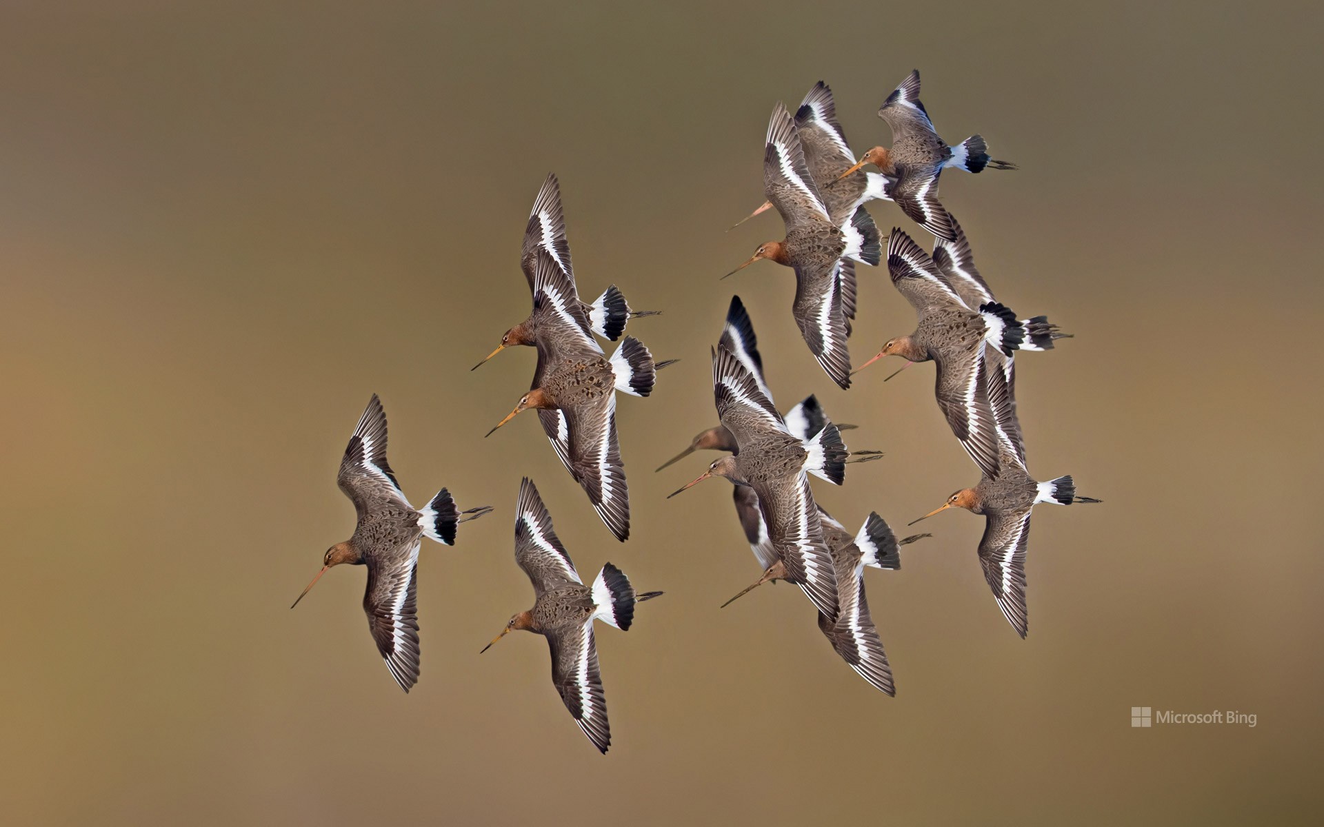 Black-tailed godwits, Netherlands