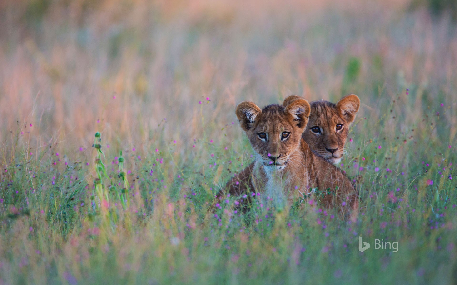 Lion cubs hiding in tall grass in the Kalahari Desert of Botswana