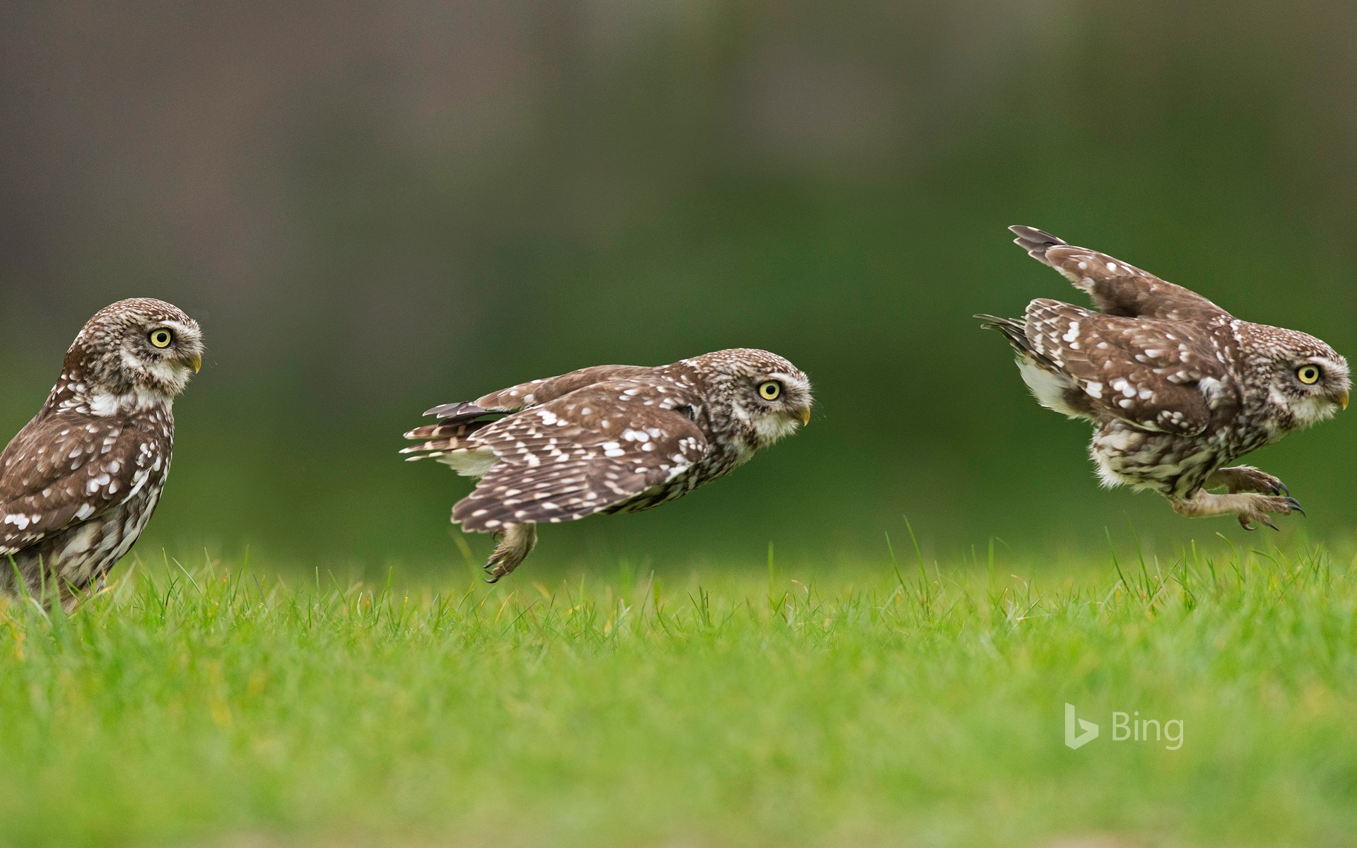 A little owl hunting on the ground