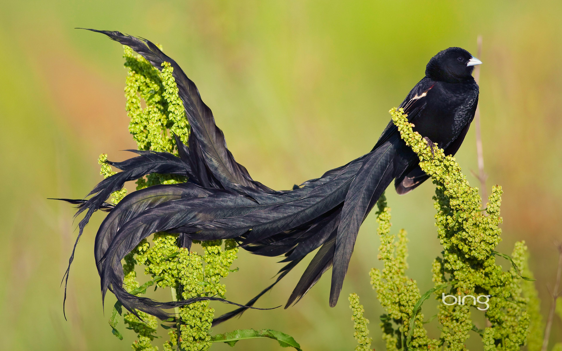 Long-tailed widowbird male in breeding plumage, Marievale Bird Sanctuary, South Africa