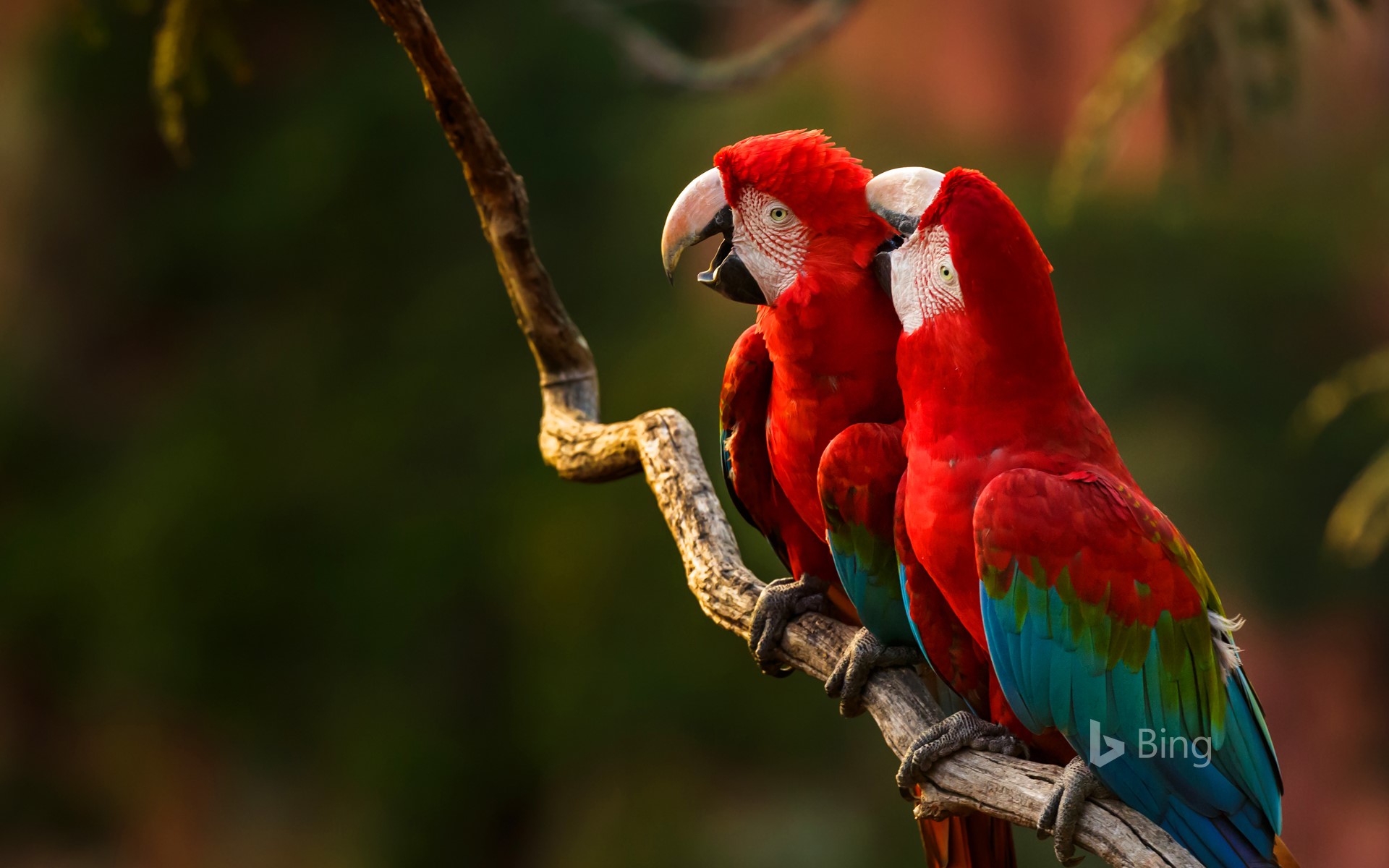 Pair of red-and-green macaws perching on a tree branch, Buraco das Araras, Mato Grosso do Sul, Brazil