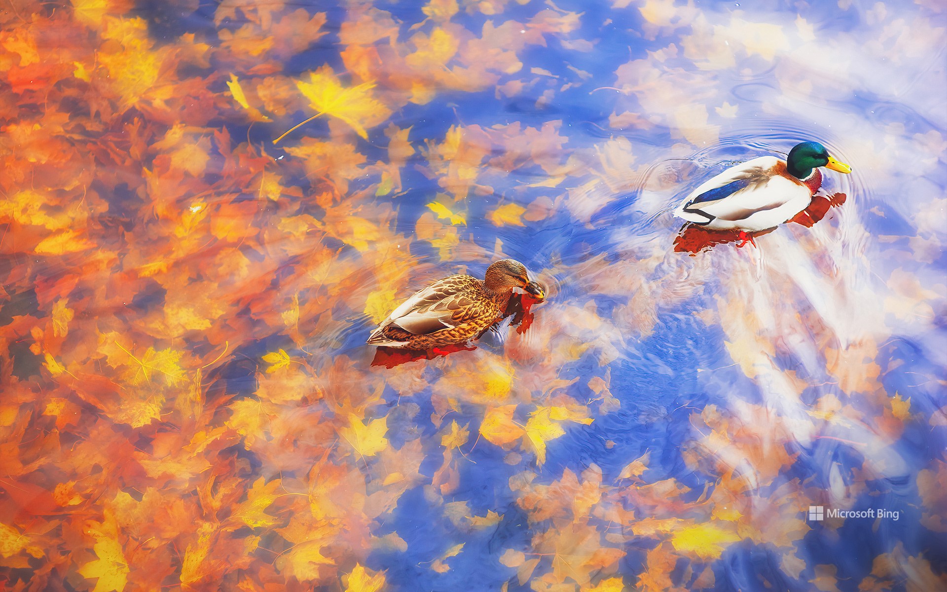 Two mallard ducks on a pond in autumn