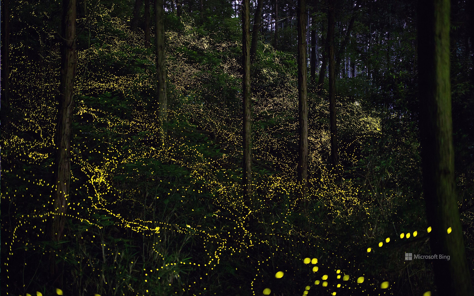 Fireflies shining in the forest