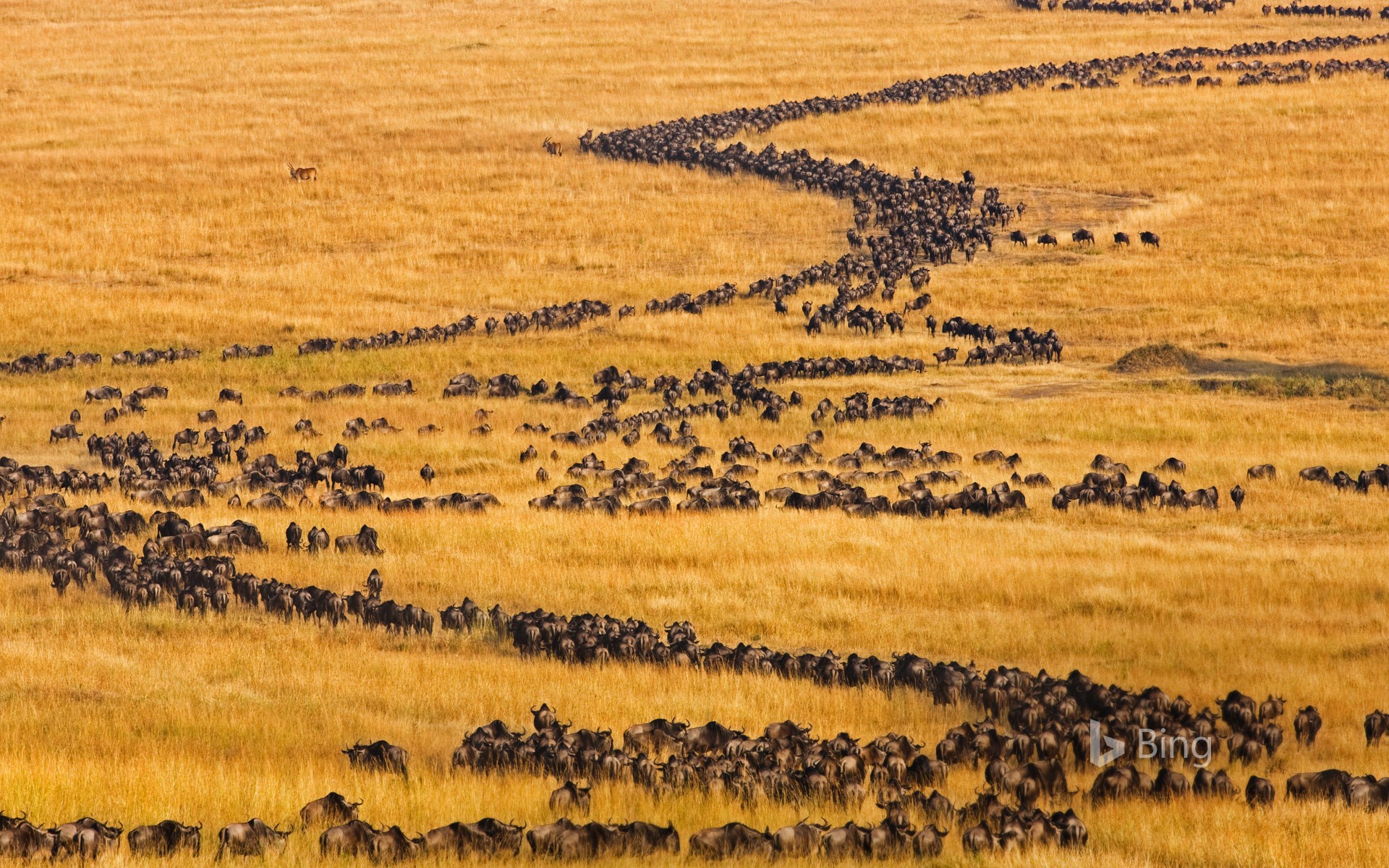 Какие животные мигрируют. Национальный парк Серенгети миграция антилоп.
