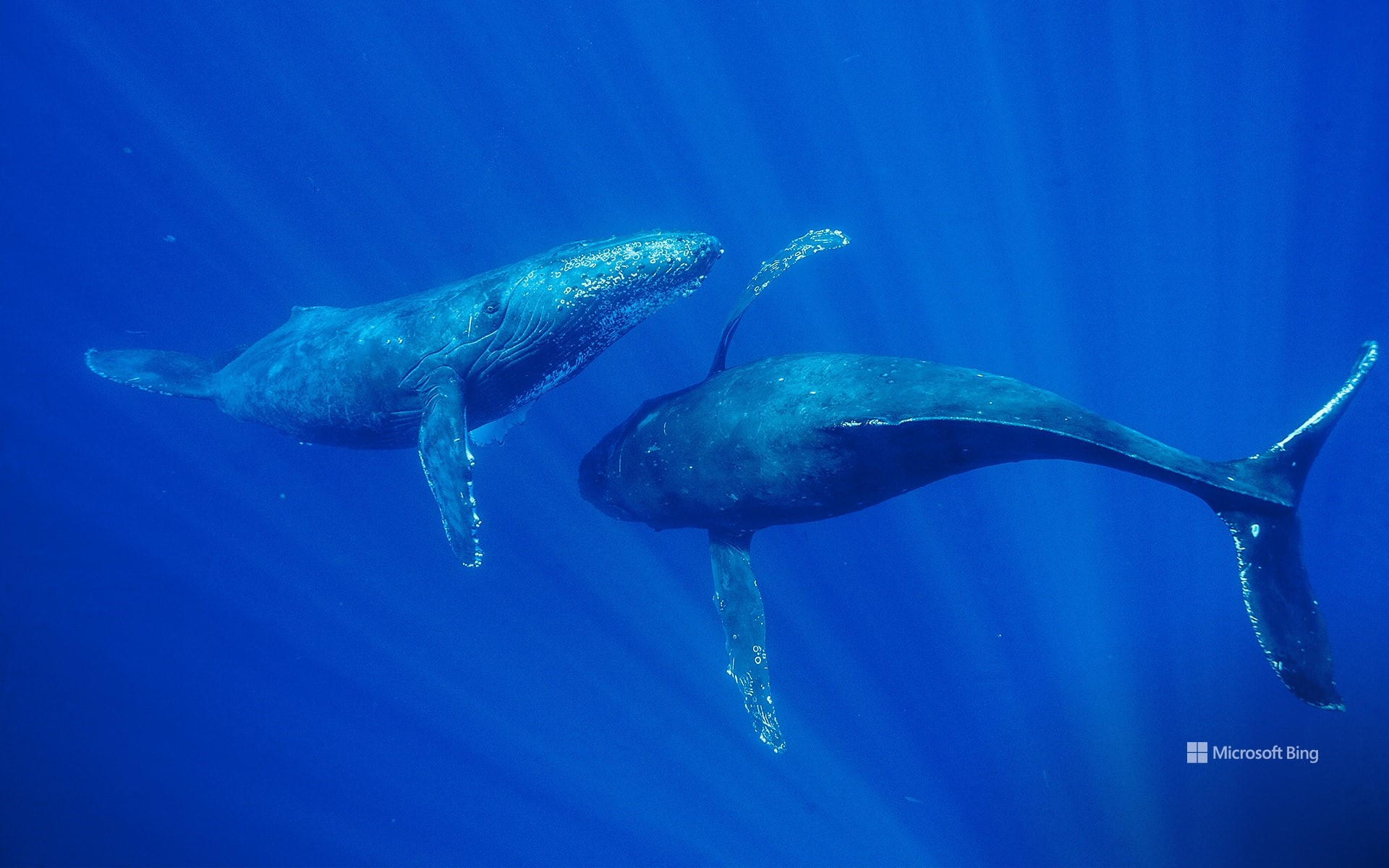 Humpback whales, Maui, Hawaii