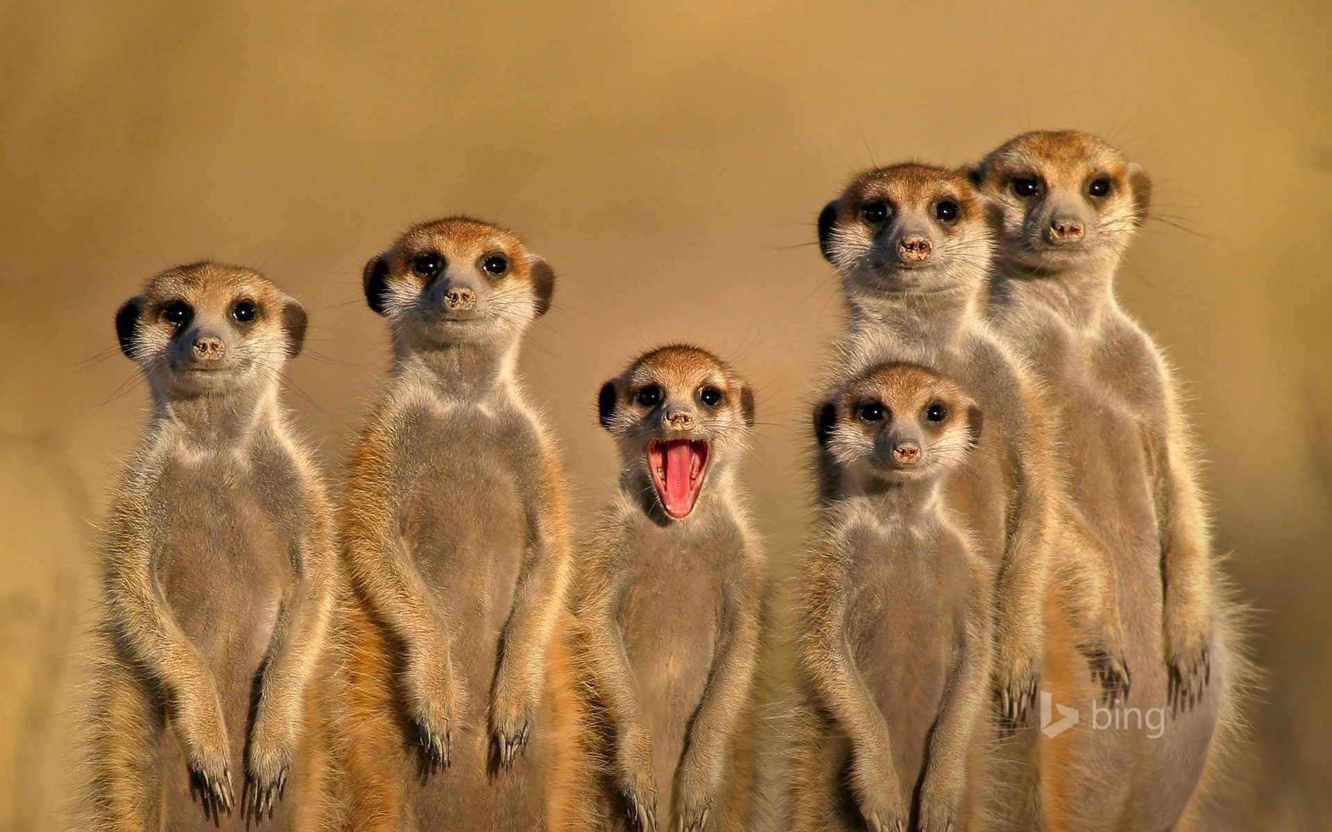 Meerkats in Botswana