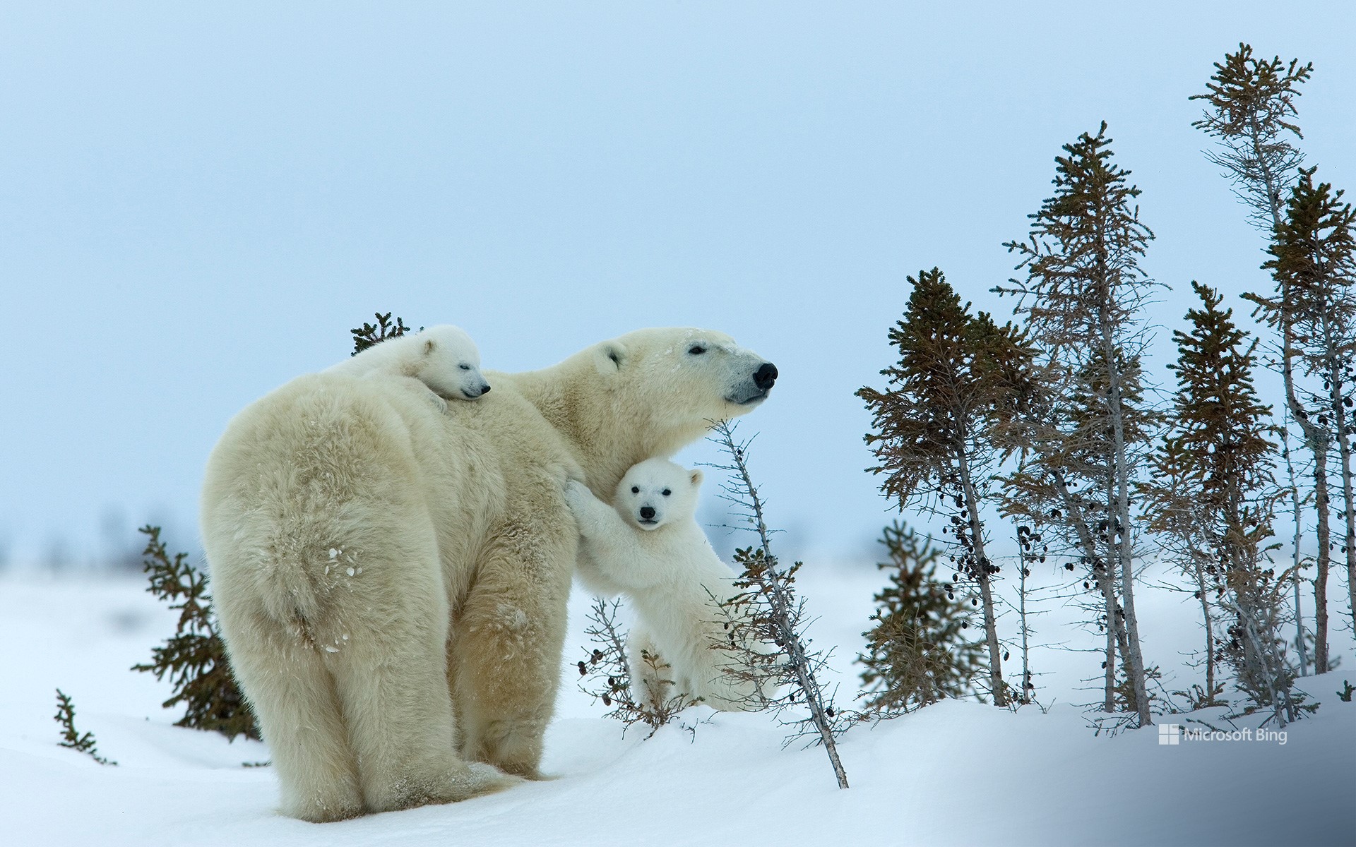 Polar bear mother and cubs, Churchill, Manitoba, Canada