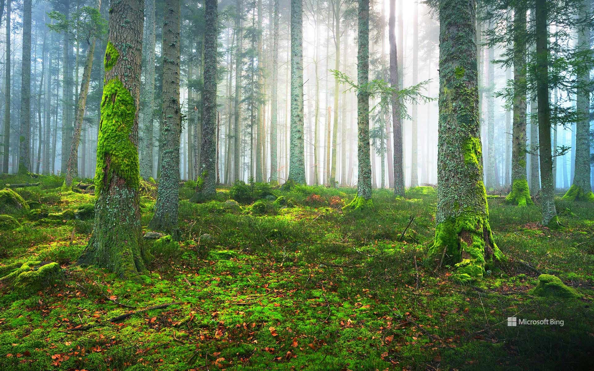A pine forest in Alsace, France