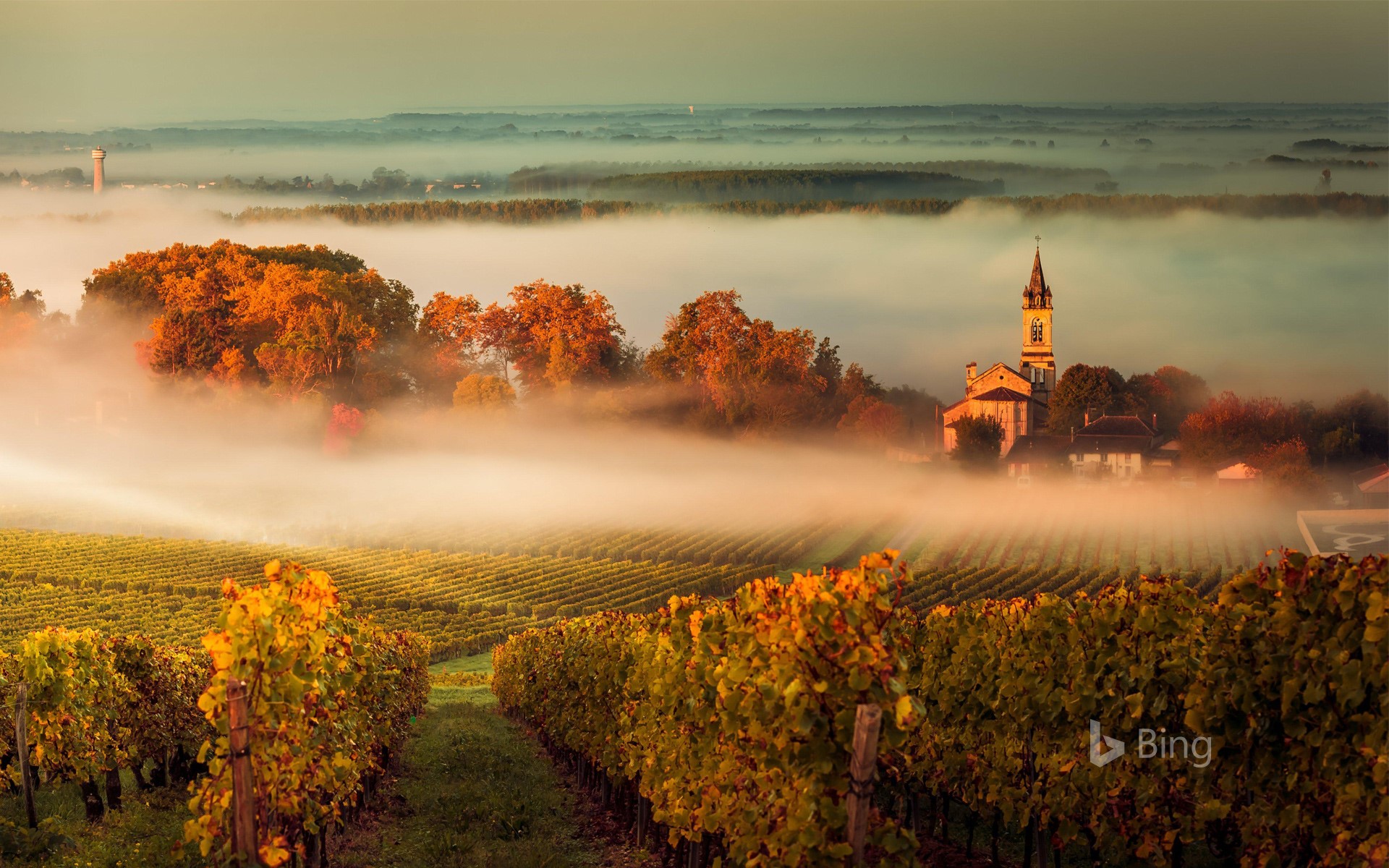 Bordeaux vineyard, France