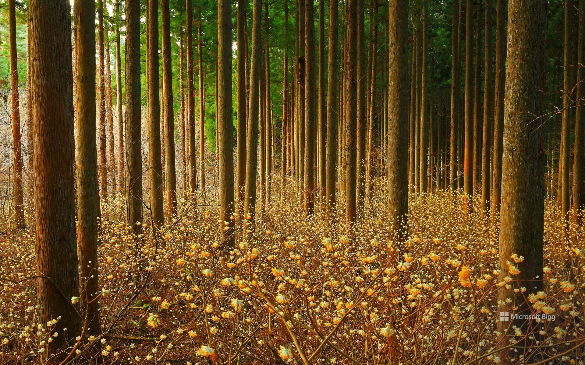 Mitsumata (Oriental paperbush), Japan