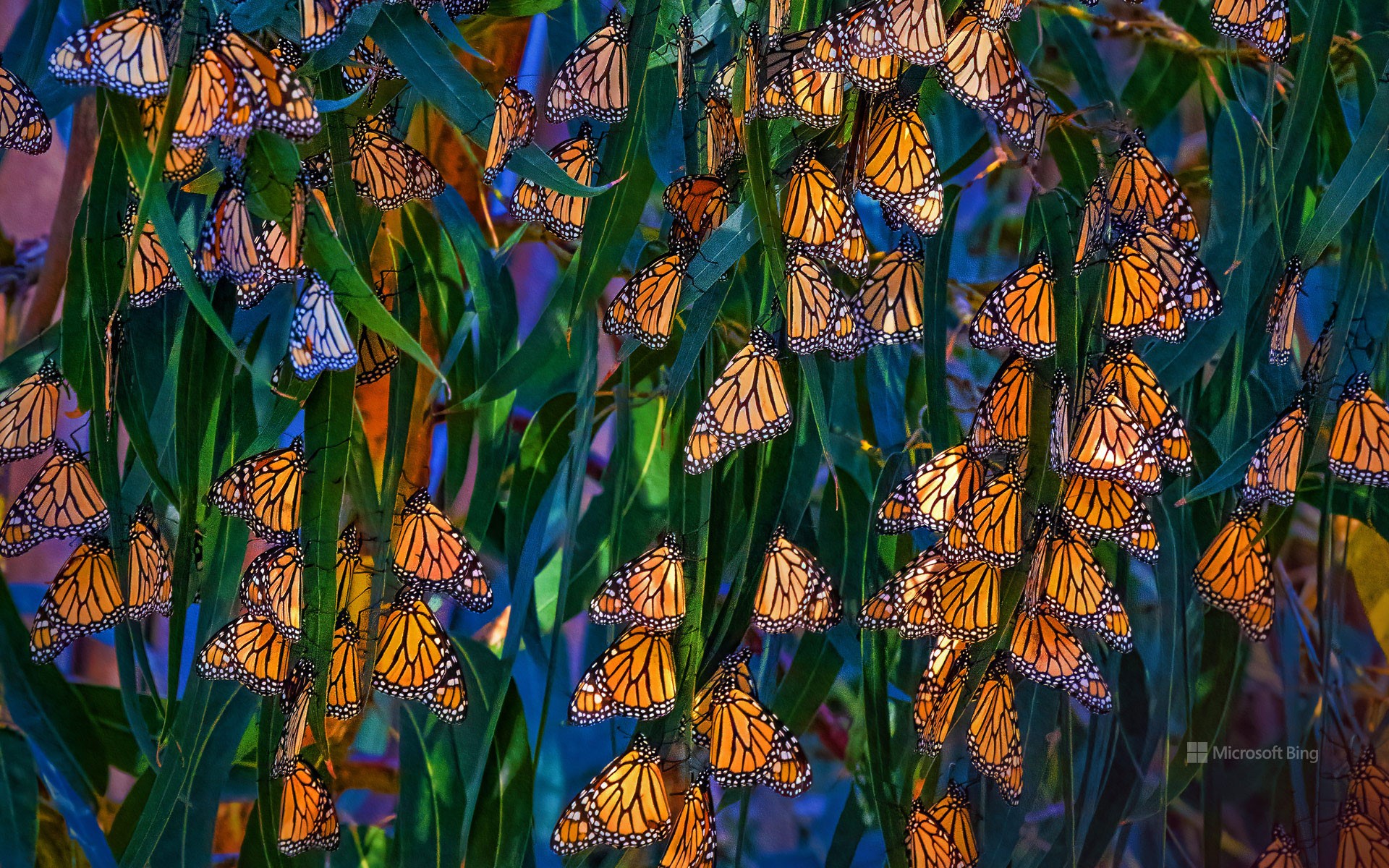 Monarch butterflies at Pismo Beach, California, USA