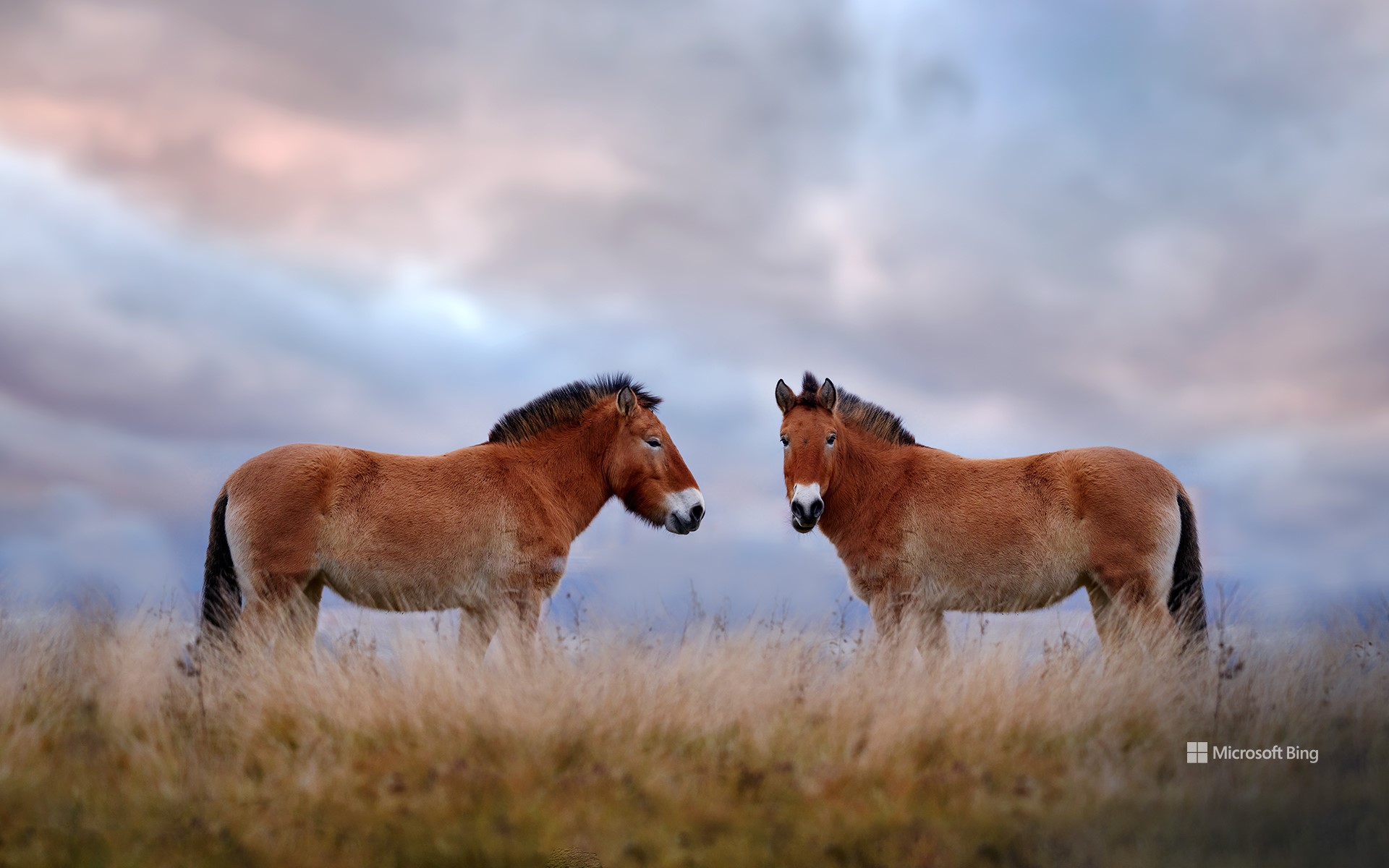 Przewalski's horses, Hustai National Park, Mongolia