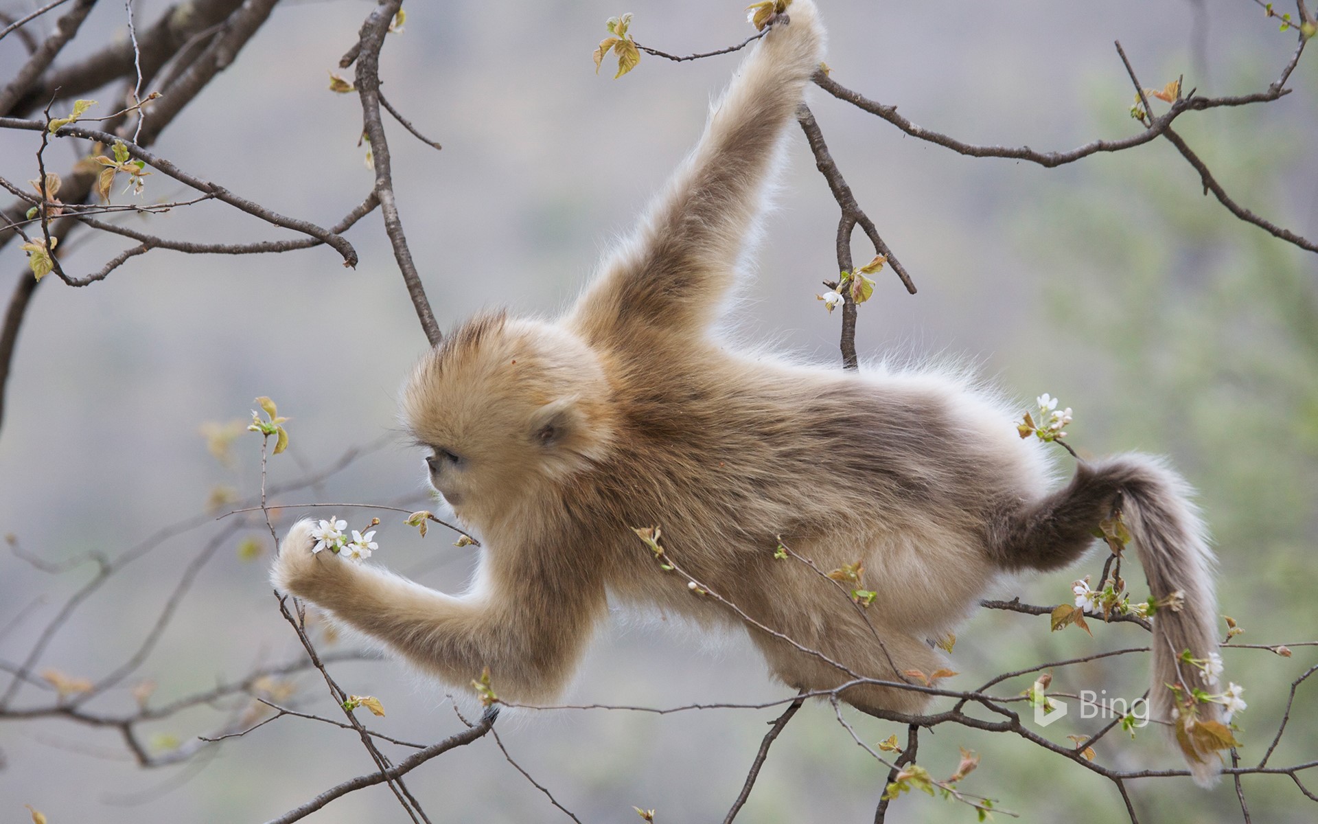 [Today's Spring] A golden monkey that feeds on cherry blossoms in Zhouzhi Nature Reserve, Qinling, Shaanxi, China