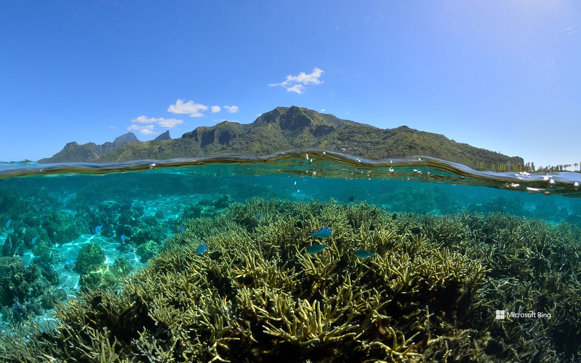 Corals and lagoon of Moorea, French Polynesia