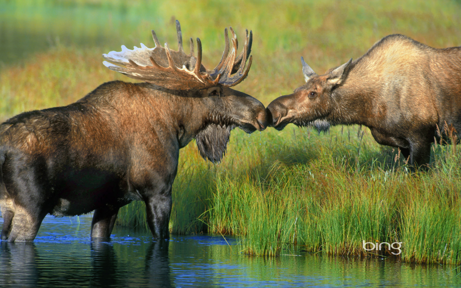 Pair of moose at Wonder Lake in Denali National Park, Alaska